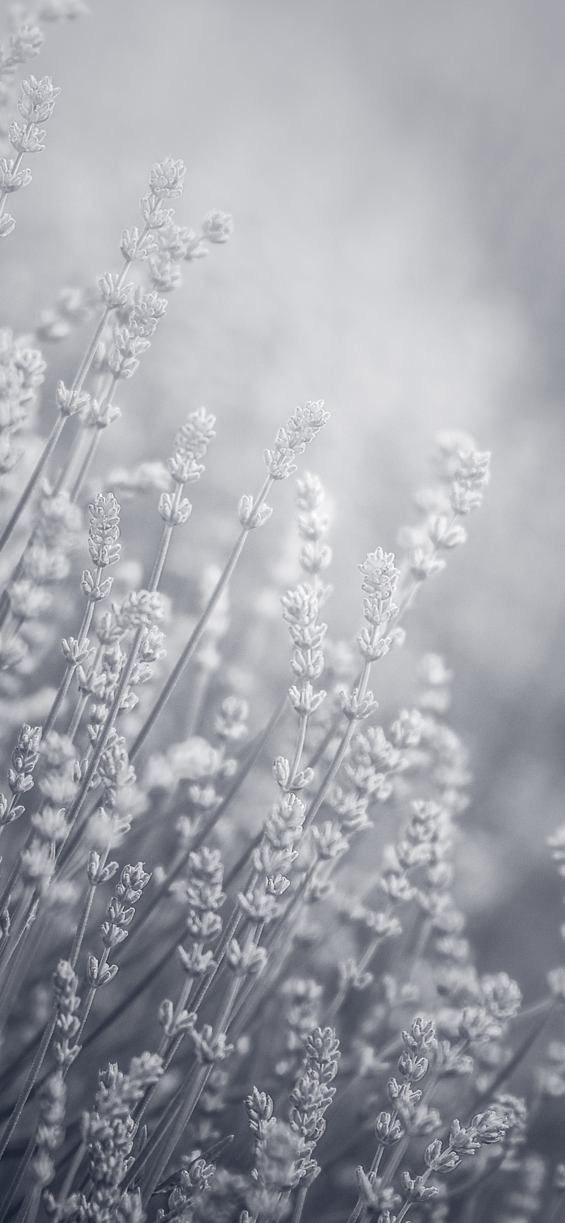 Flower, Natural Landscape, Cloud, Twig, Grass. Wallpaper in 1125x2436 Resolution