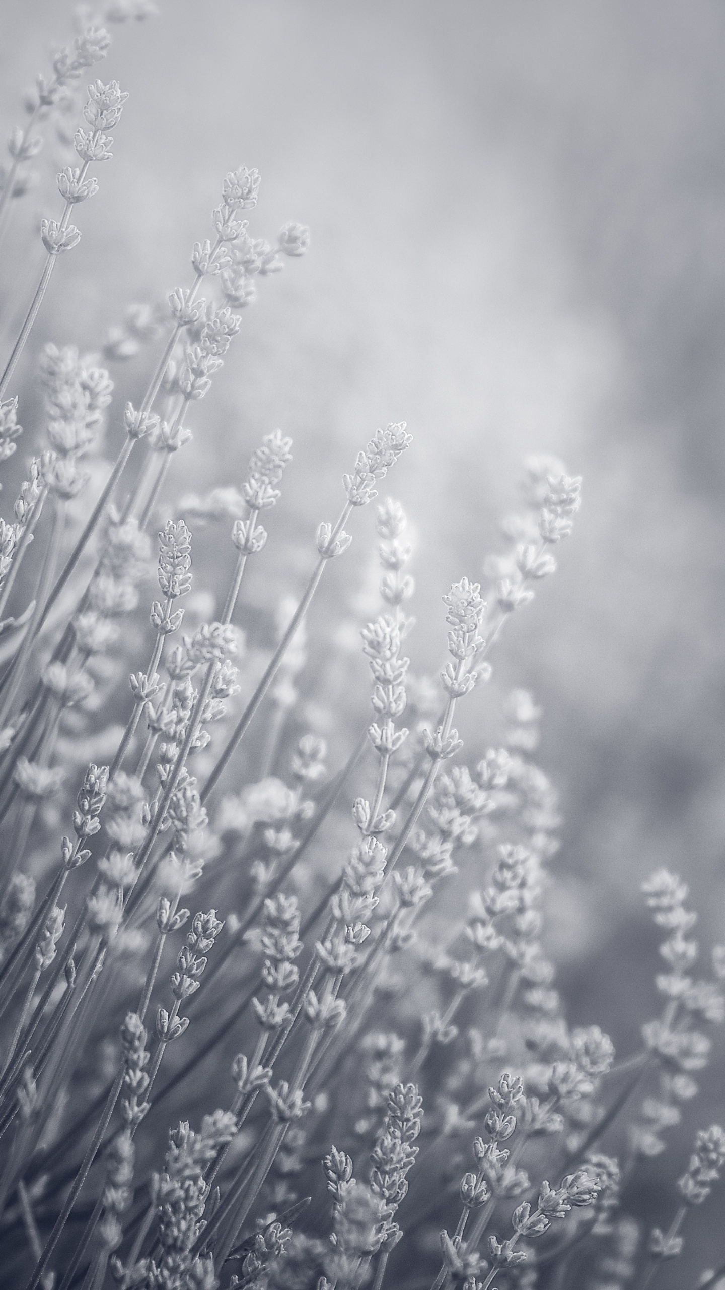 Flower, Natural Landscape, Cloud, Twig, Grass. Wallpaper in 1440x2560 Resolution