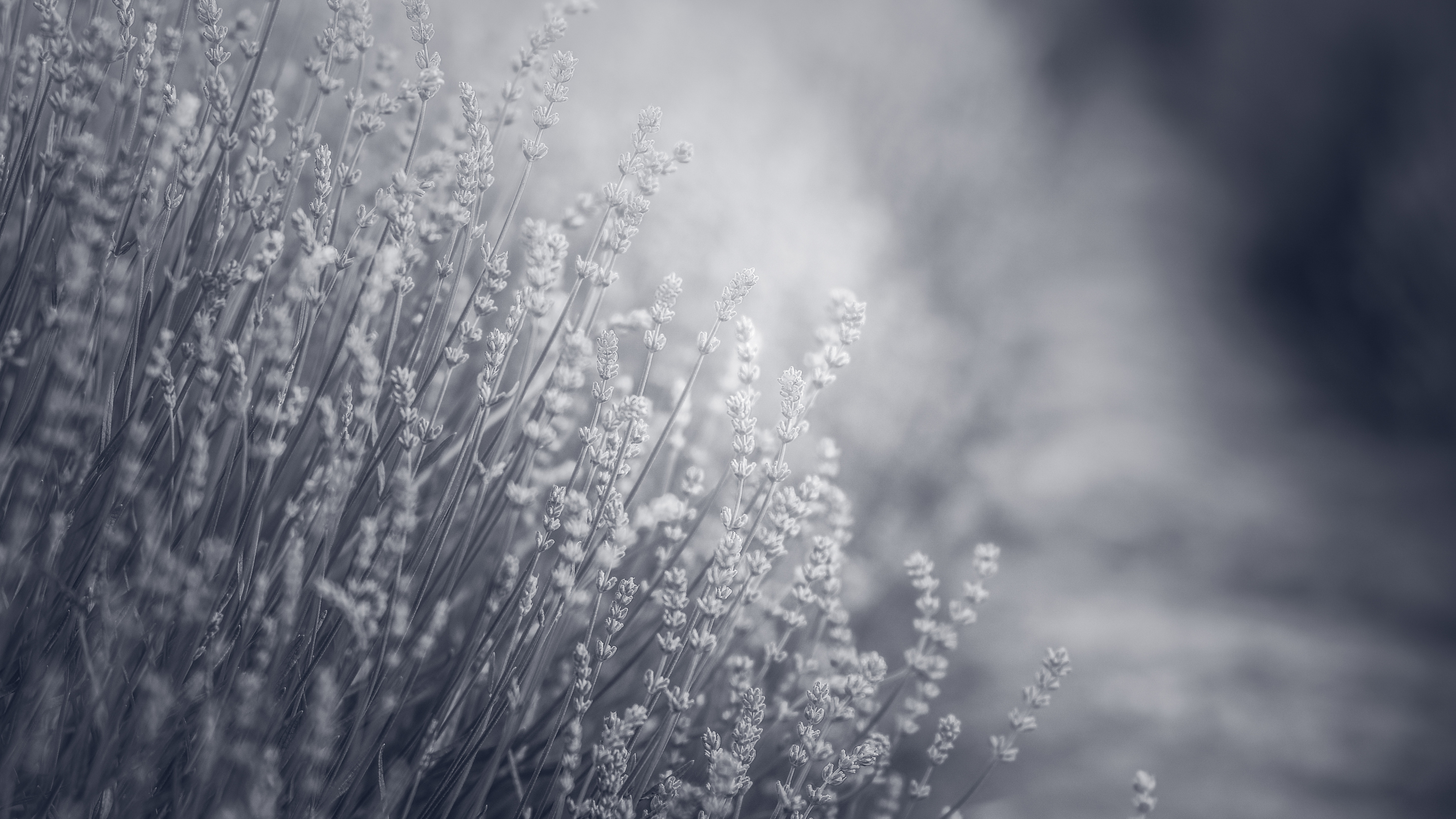 Flower, Natural Landscape, Cloud, Twig, Grass. Wallpaper in 3840x2160 Resolution