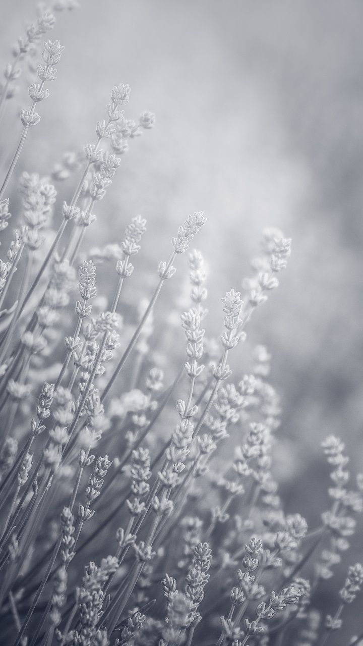 Flower, Natural Landscape, Cloud, Twig, Grass. Wallpaper in 720x1280 Resolution