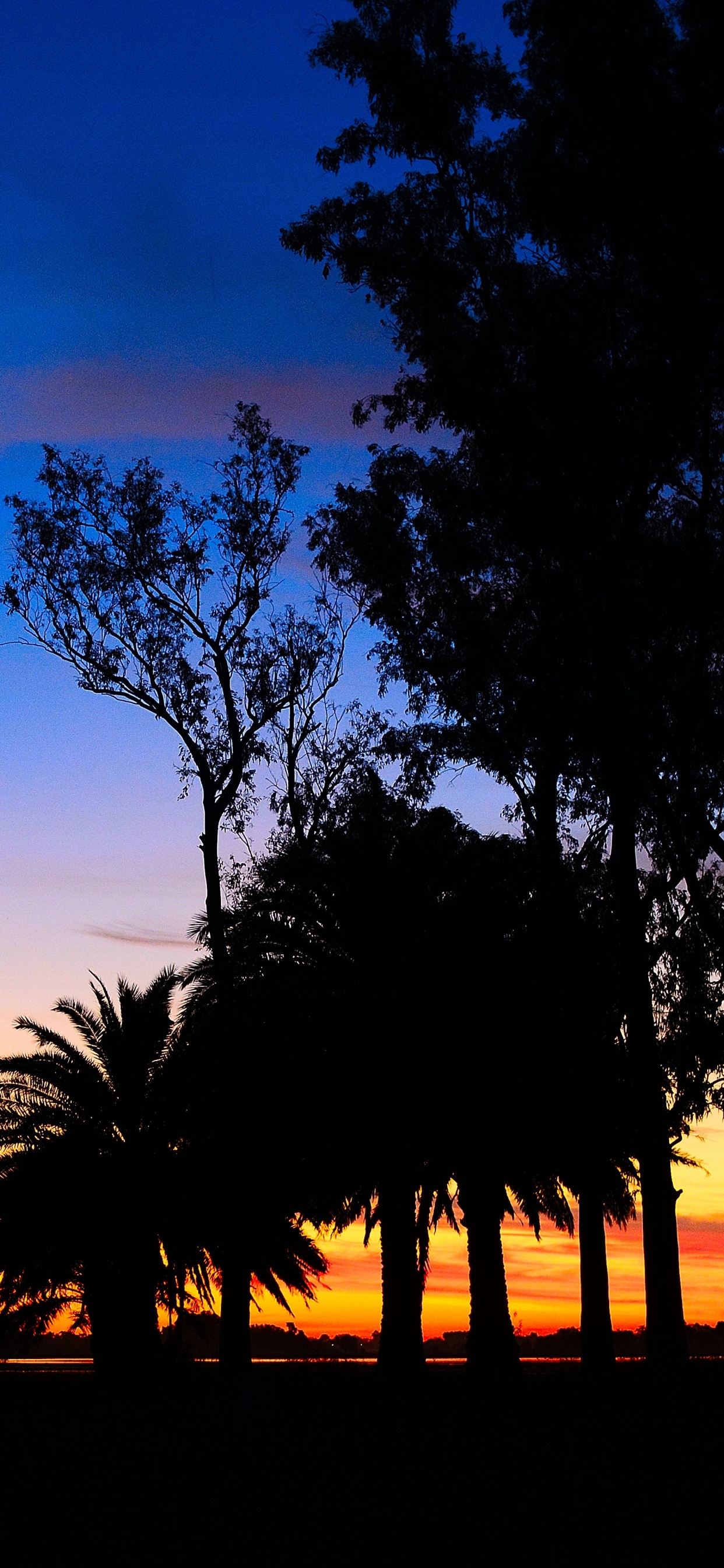 Silhouette Von Bäumen Bei Sonnenuntergang. Wallpaper in 1242x2688 Resolution