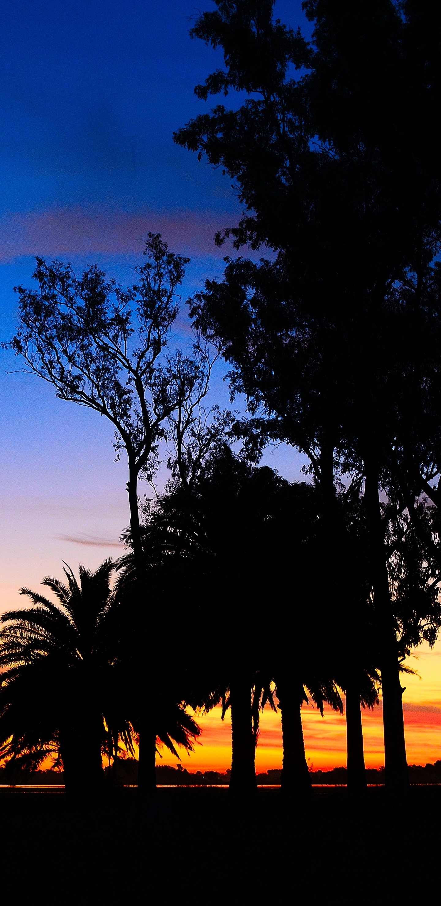 Silhouette Von Bäumen Bei Sonnenuntergang. Wallpaper in 1440x2960 Resolution