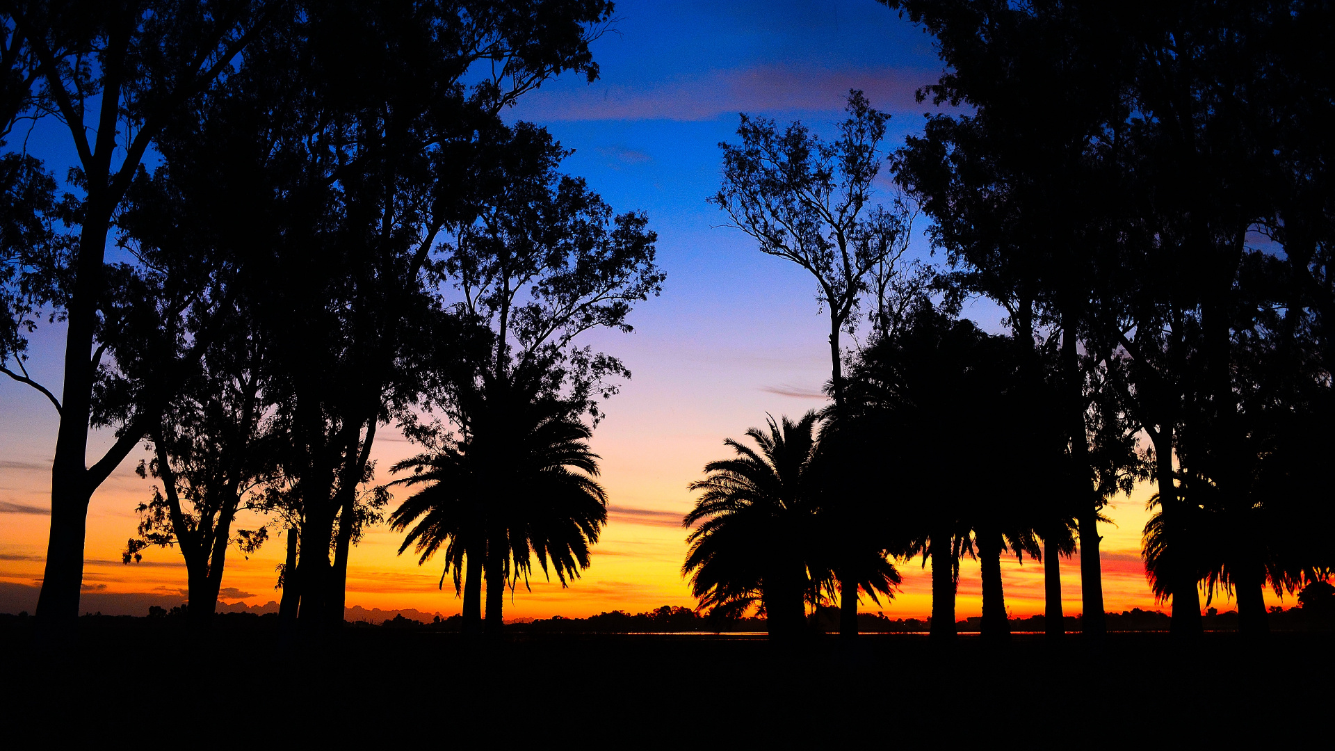 Silhouette of Trees During Sunset. Wallpaper in 1920x1080 Resolution