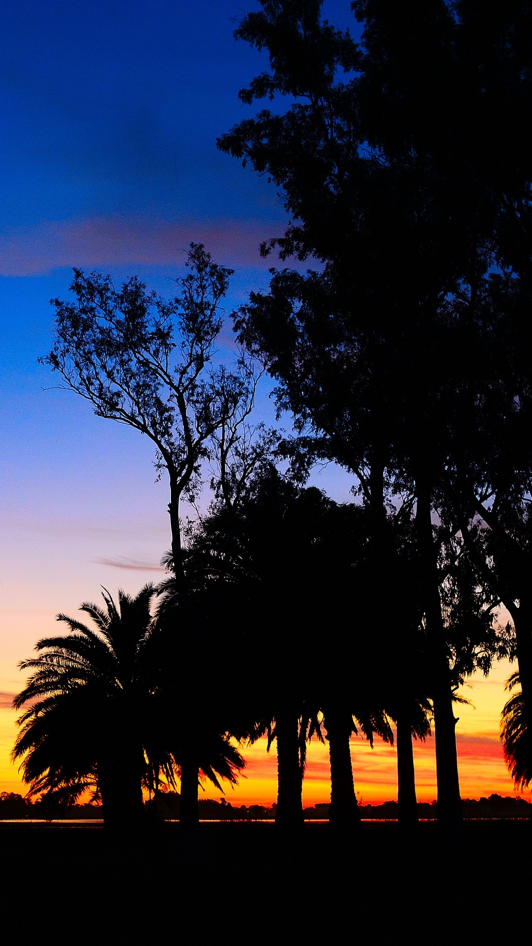 Silueta de Árboles Durante la Puesta de Sol. Wallpaper in 1080x1920 Resolution