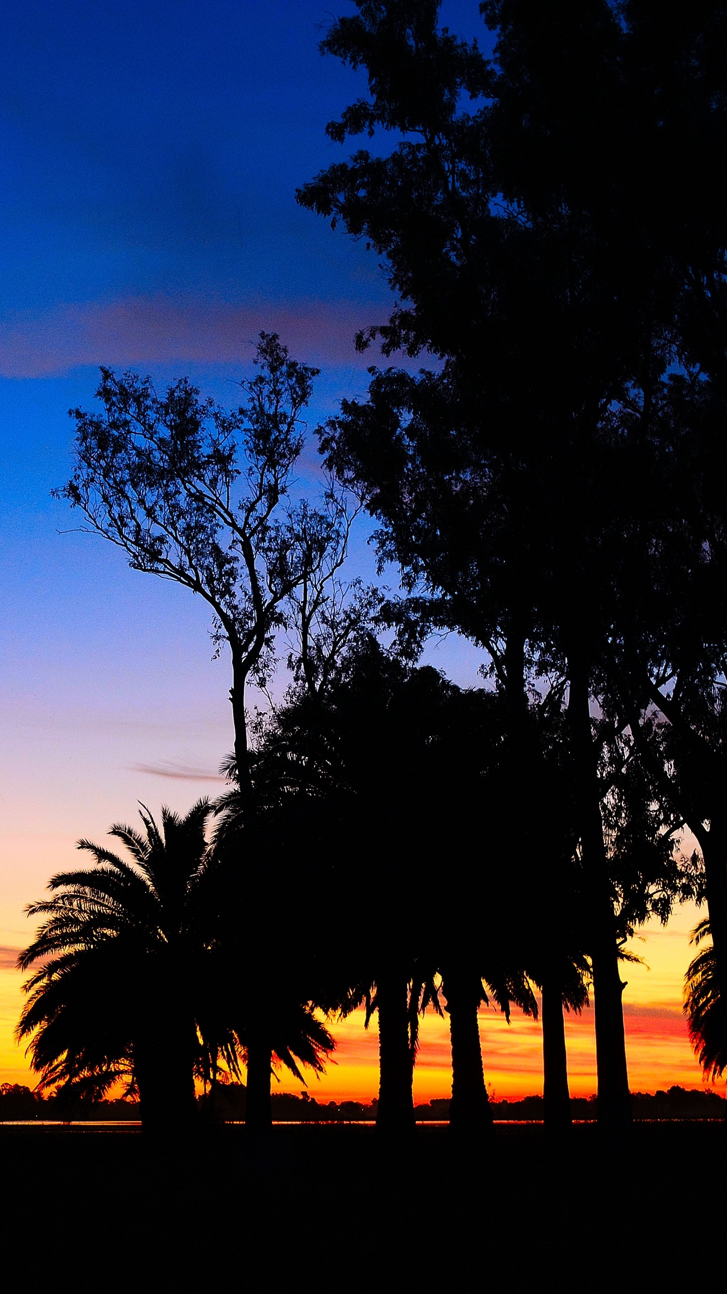 Silueta de Árboles Durante la Puesta de Sol. Wallpaper in 1440x2560 Resolution