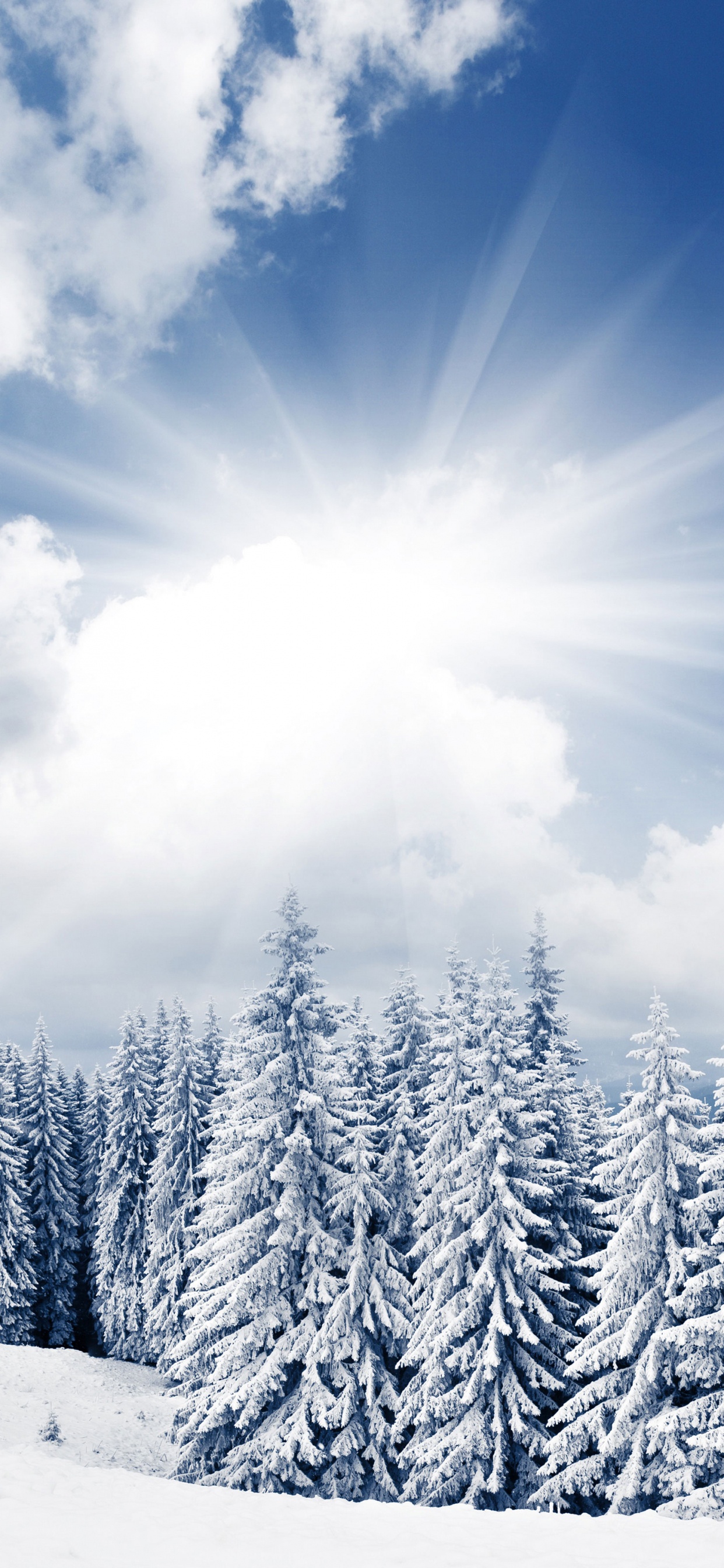 Pinos Cubiertos de Nieve Bajo un Cielo Azul y Nubes Blancas Durante el Día. Wallpaper in 1242x2688 Resolution