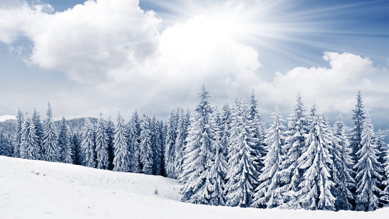 Pinos Cubiertos de Nieve Bajo un Cielo Azul y Nubes Blancas Durante el Día. Wallpaper in 1280x720 Resolution