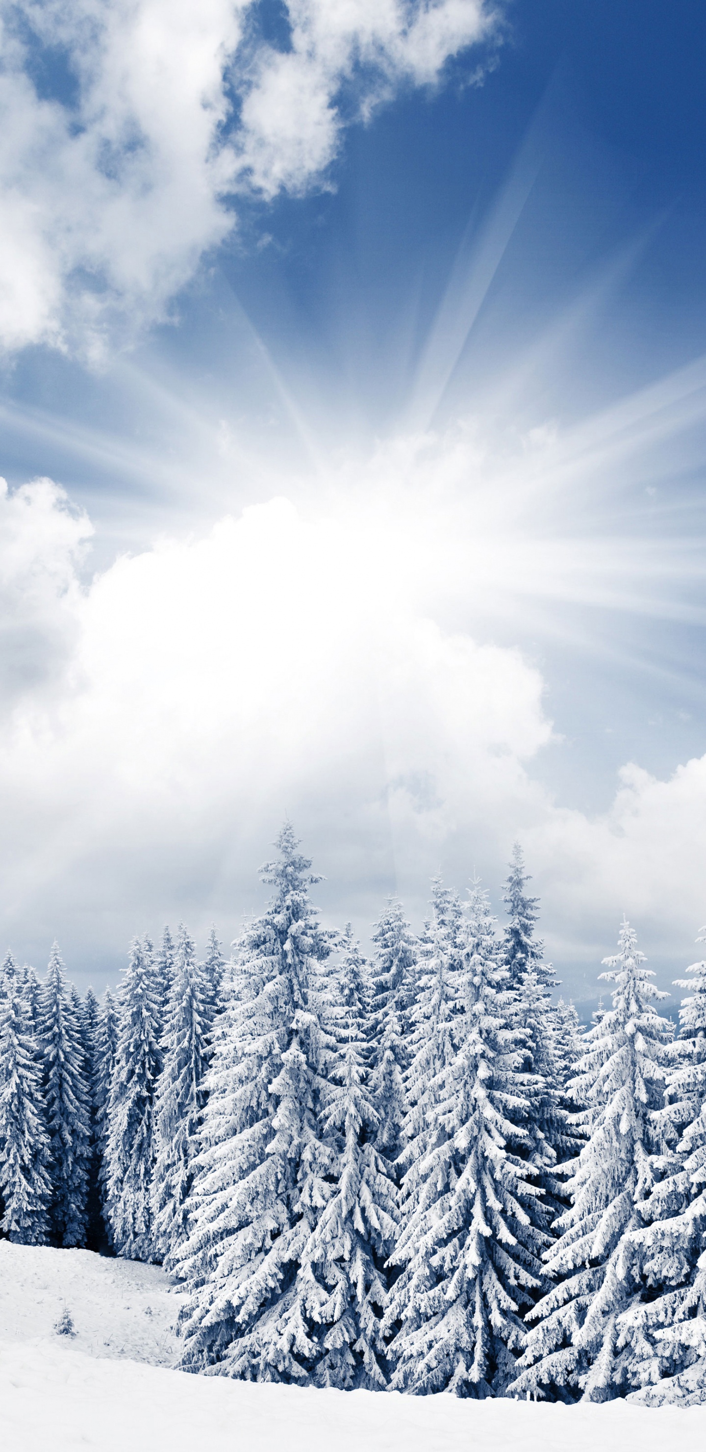 Pinos Cubiertos de Nieve Bajo un Cielo Azul y Nubes Blancas Durante el Día. Wallpaper in 1440x2960 Resolution