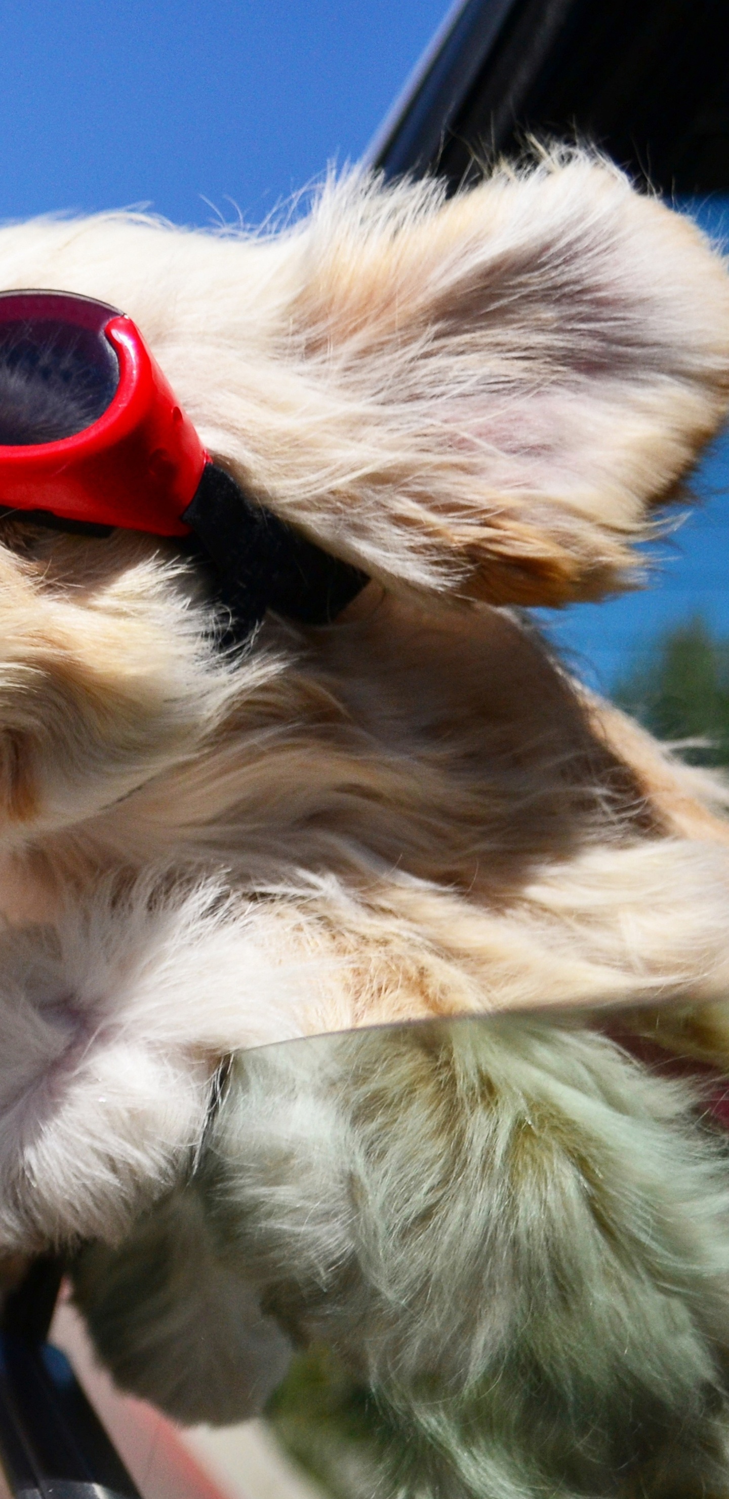 Perro Pequeño de Pelo Largo Blanco Con Gafas de Sol. Wallpaper in 1440x2960 Resolution