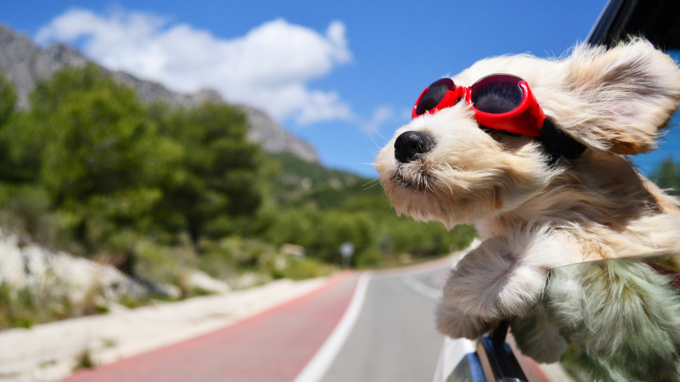 White Long Coated Small Dog Wearing Sunglasses. Wallpaper in 1366x768 Resolution