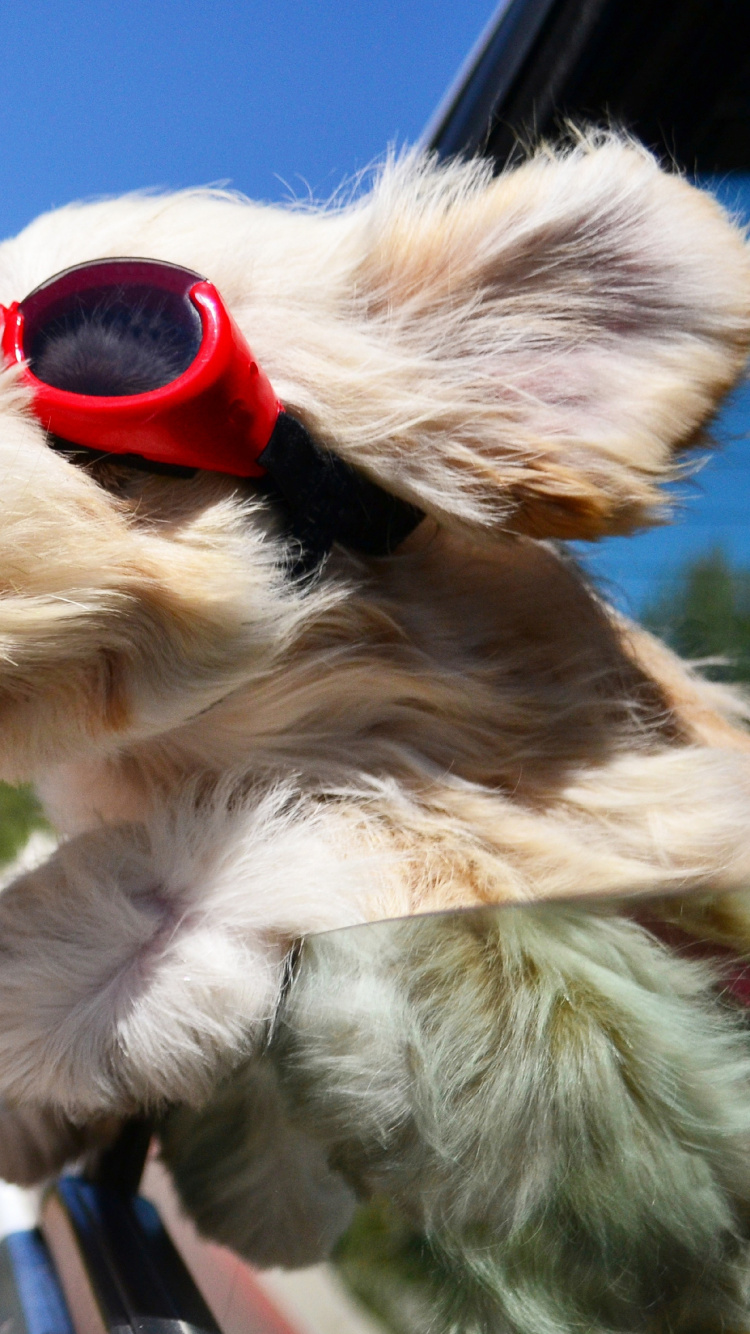 White Long Coated Small Dog Wearing Sunglasses. Wallpaper in 750x1334 Resolution