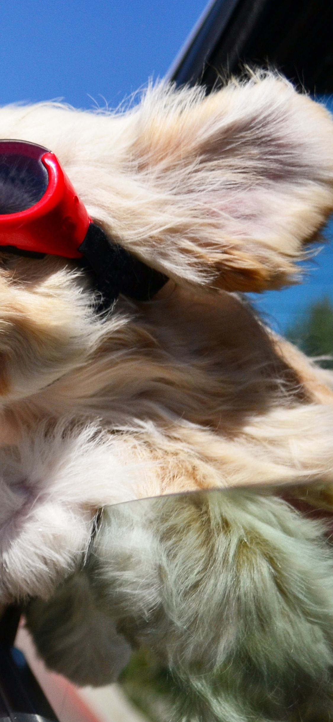 Weißer Langhaariger Kleiner Hund Mit Sonnenbrille. Wallpaper in 1125x2436 Resolution