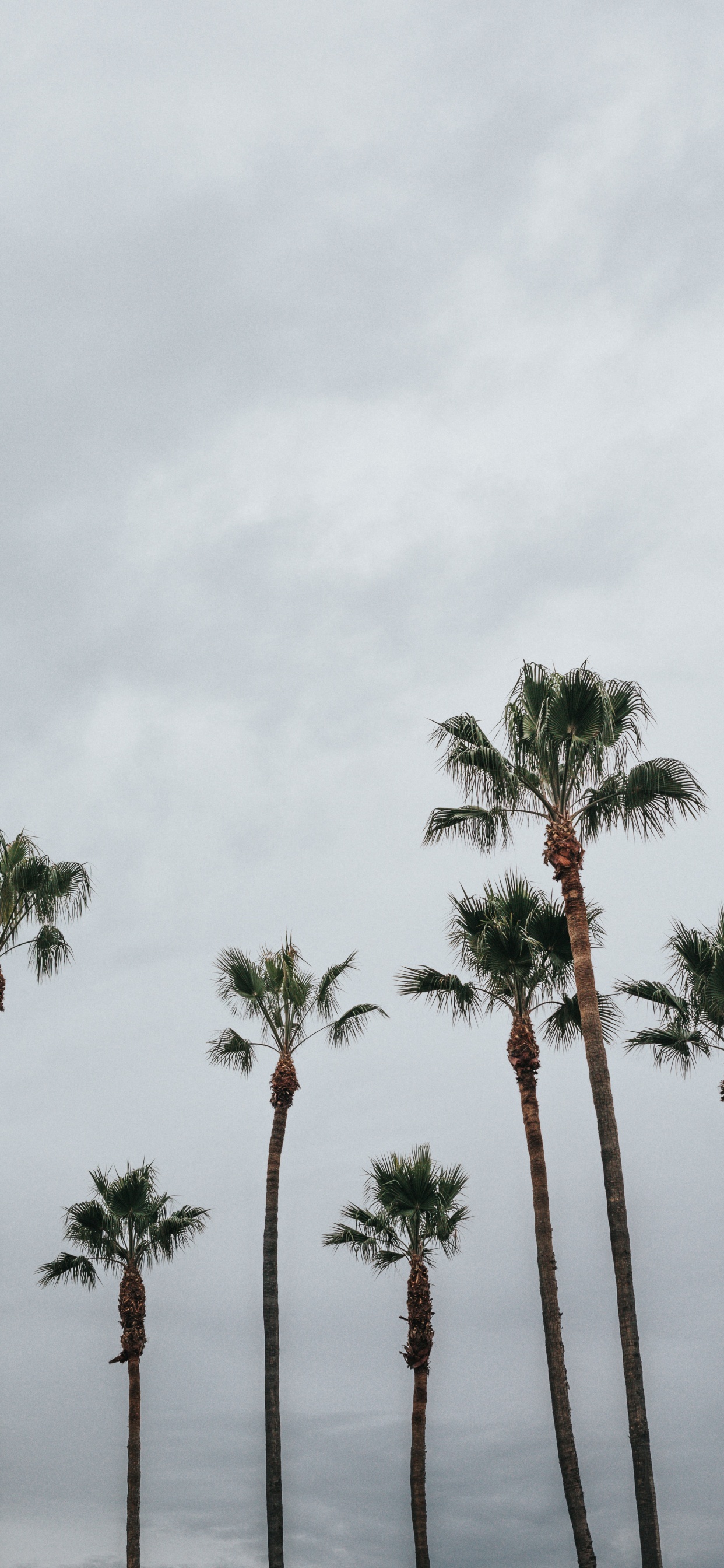 Palm Trees, Tree, Palm Tree, Vegetation, Woody Plant. Wallpaper in 1242x2688 Resolution