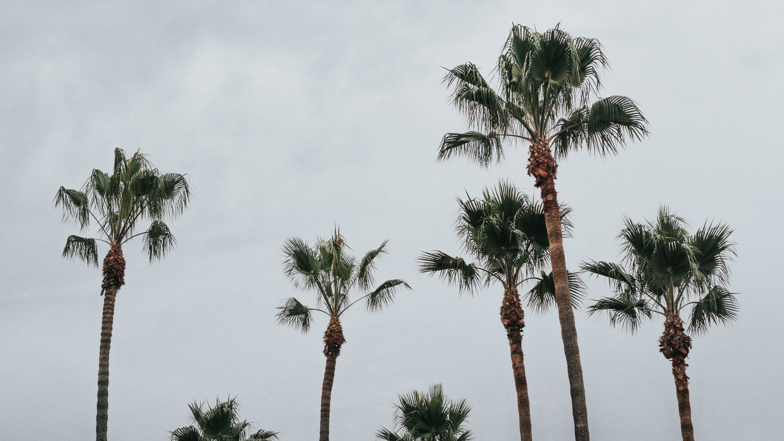 Palm Trees, Tree, Palm Tree, Vegetation, Woody Plant. Wallpaper in 2560x1440 Resolution