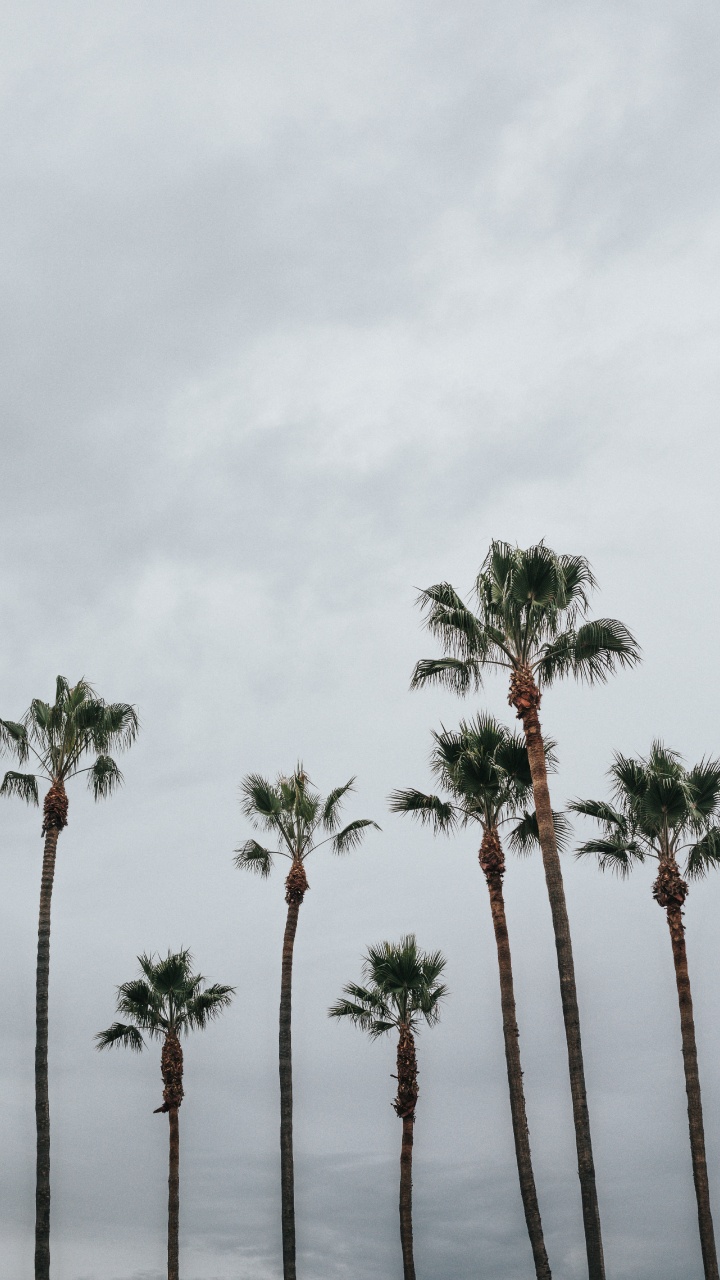 Palm Trees, Tree, Palm Tree, Vegetation, Woody Plant. Wallpaper in 720x1280 Resolution