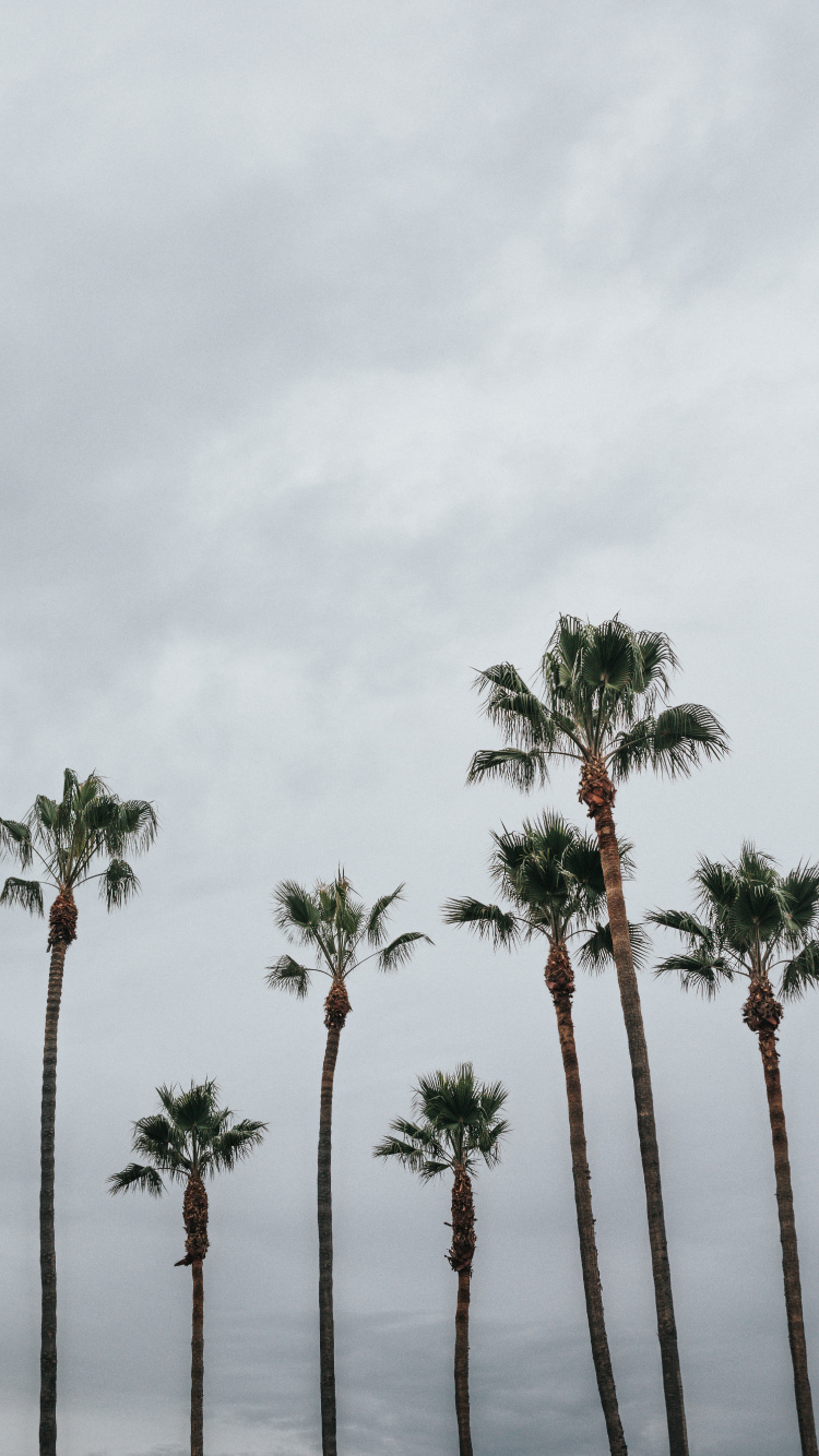 Palm Trees, Tree, Palm Tree, Vegetation, Woody Plant. Wallpaper in 750x1334 Resolution