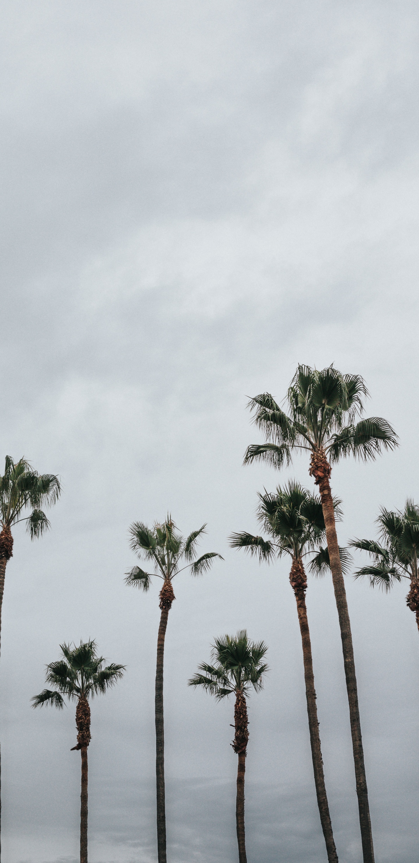 Palme, Baum, Vegetation, Woody Pflanze, Elaeis. Wallpaper in 1440x2960 Resolution