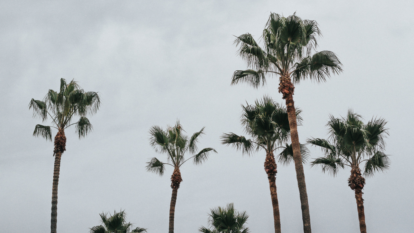 Palmera, la Vegetación, Planta Leñosa, Elaeis, Borassus Flabellifer. Wallpaper in 1366x768 Resolution