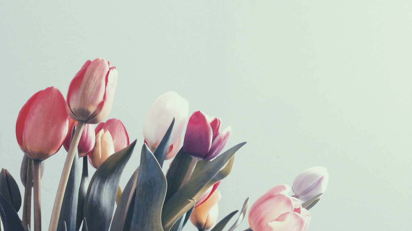 Tulips, Tulip, Teide-Nationalpark, Blütenblatt, Terrestrische Pflanzen. Wallpaper in 1366x768 Resolution