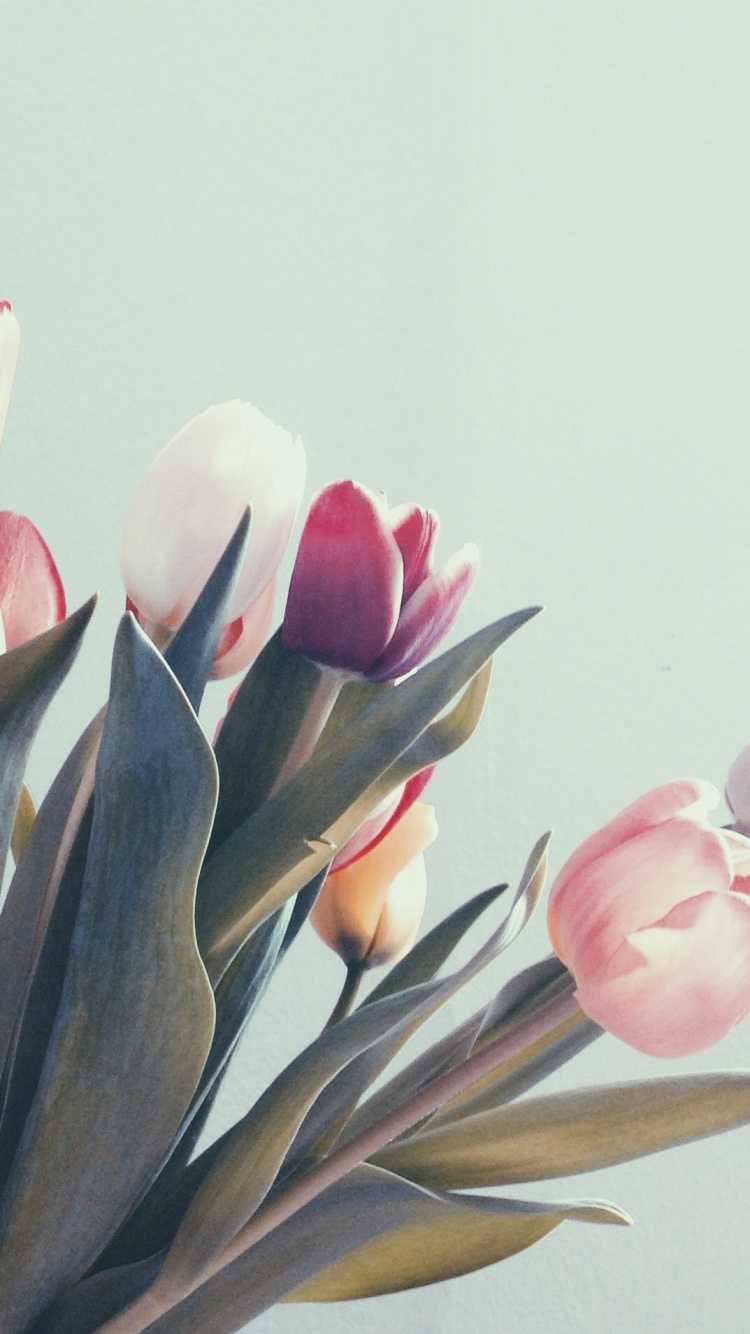 Tulips, Tulip, Teide-Nationalpark, Blütenblatt, Terrestrische Pflanzen. Wallpaper in 750x1334 Resolution