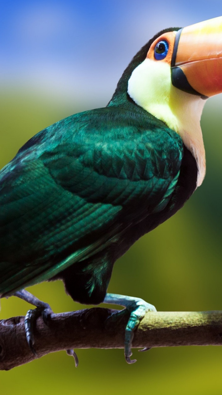 Oiseau Vert Jaune et Noir. Wallpaper in 720x1280 Resolution