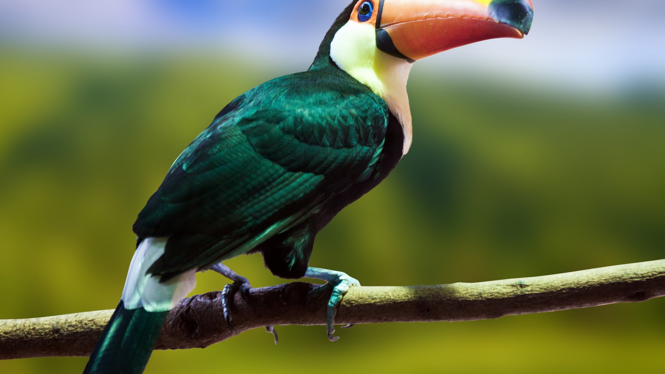 Grüngelber Und Schwarzer Vogel. Wallpaper in 2560x1440 Resolution