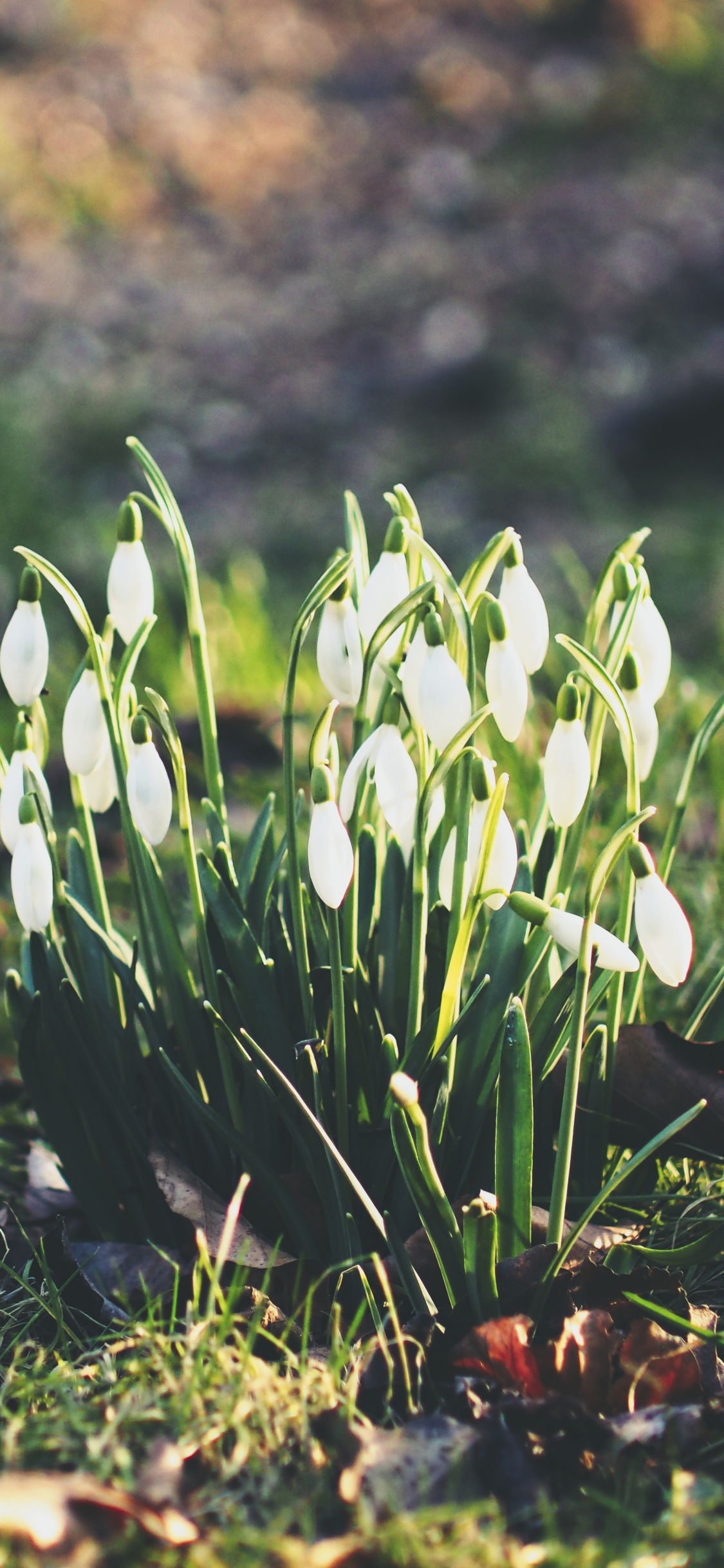 Flores Verdes y Blancas en el Suelo. Wallpaper in 1125x2436 Resolution