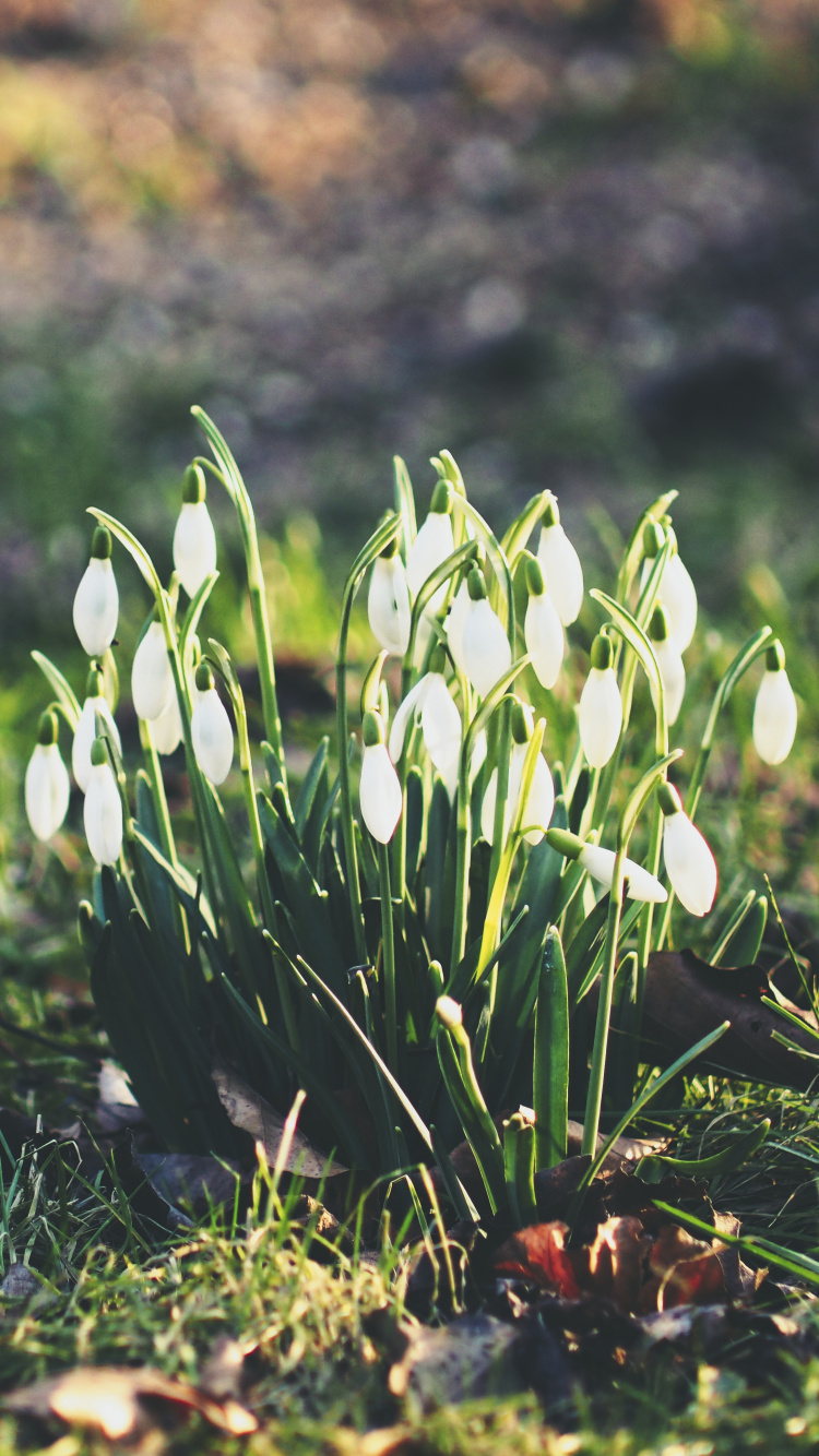 Fleurs Vertes et Blanches au Sol. Wallpaper in 750x1334 Resolution