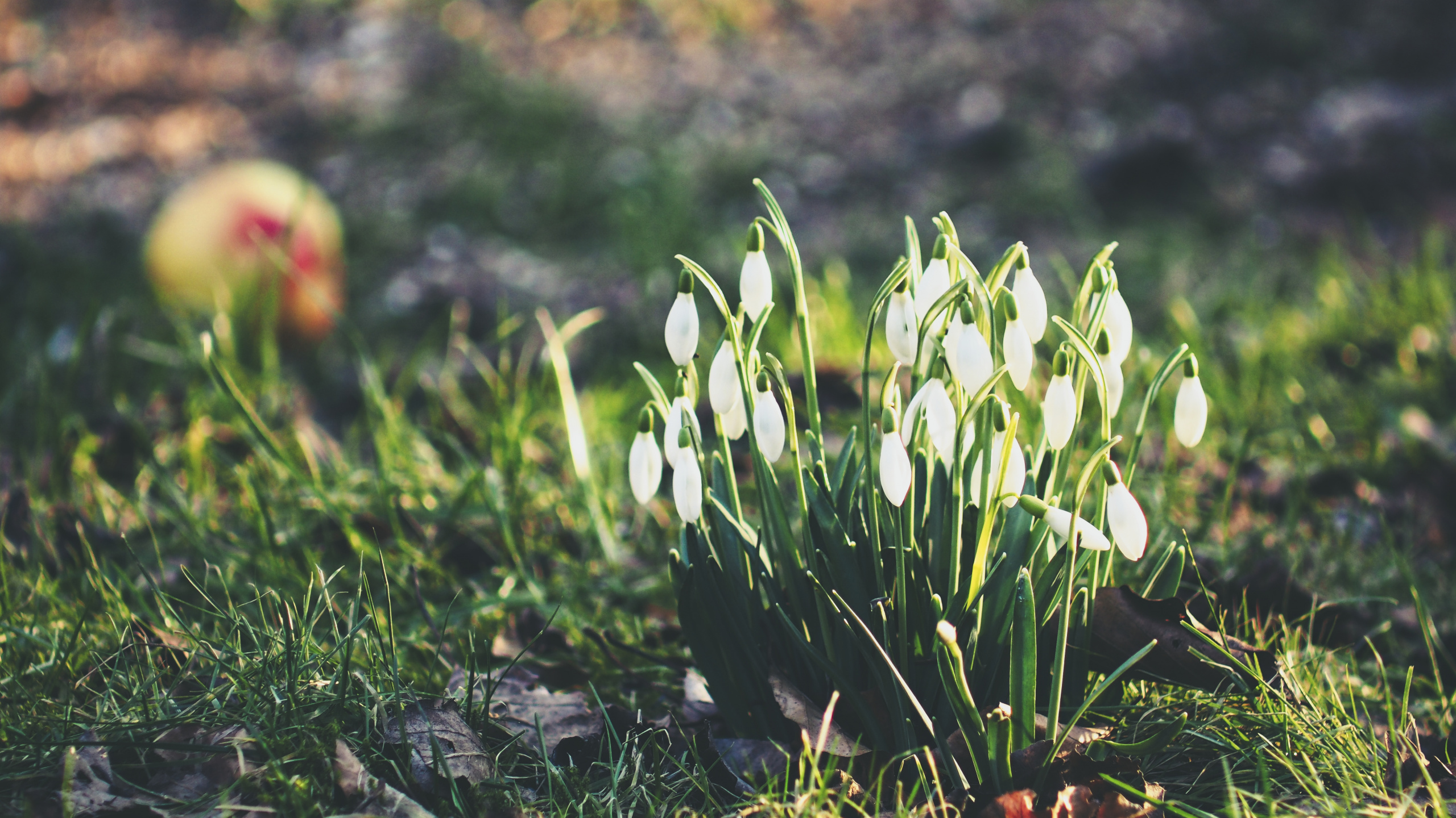 Green and White Flowers on Ground. Wallpaper in 2560x1440 Resolution