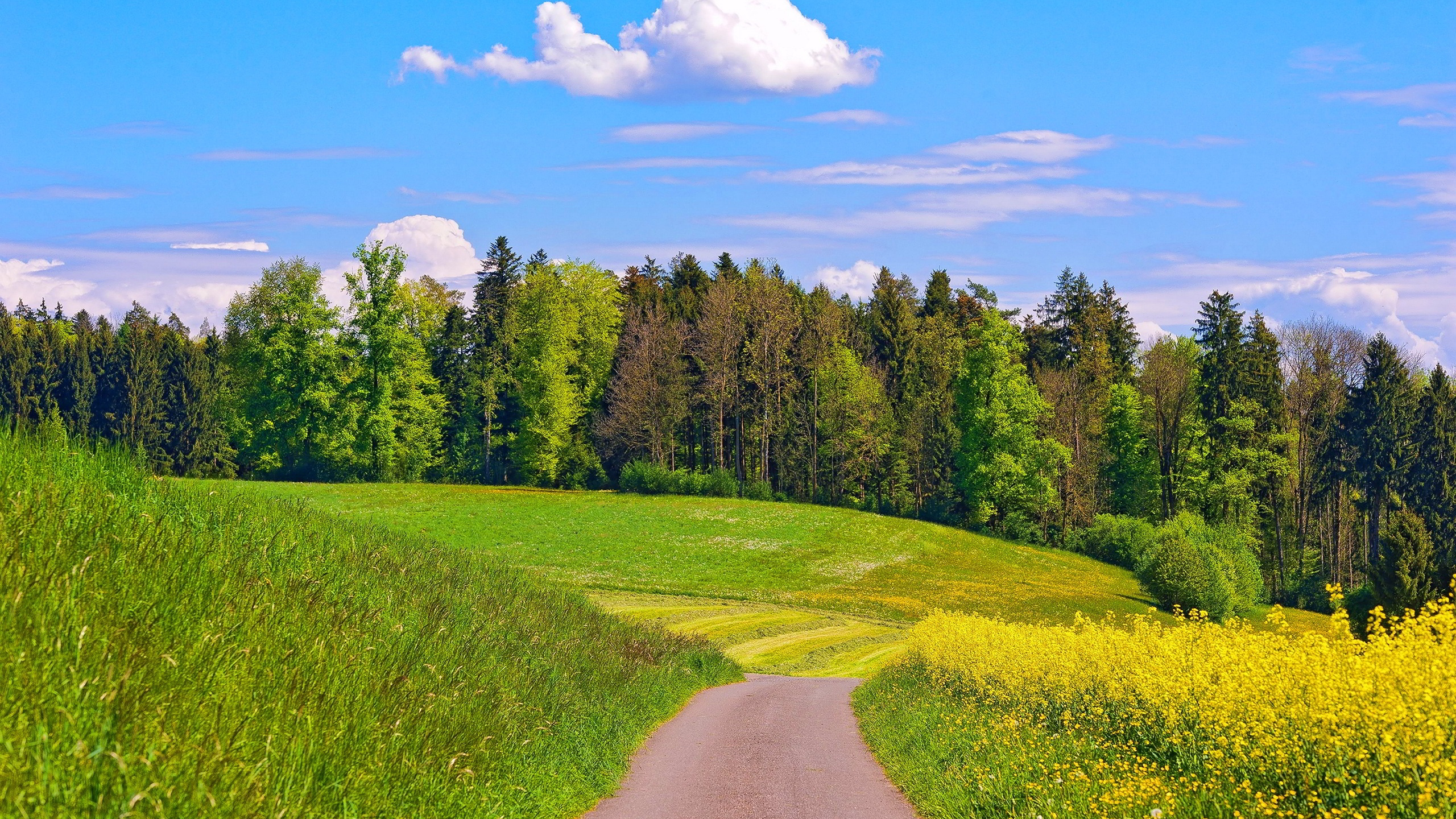 Tagsüber Grüne Wiese Und Bäume Unter Blauem Himmel. Wallpaper in 2560x1440 Resolution