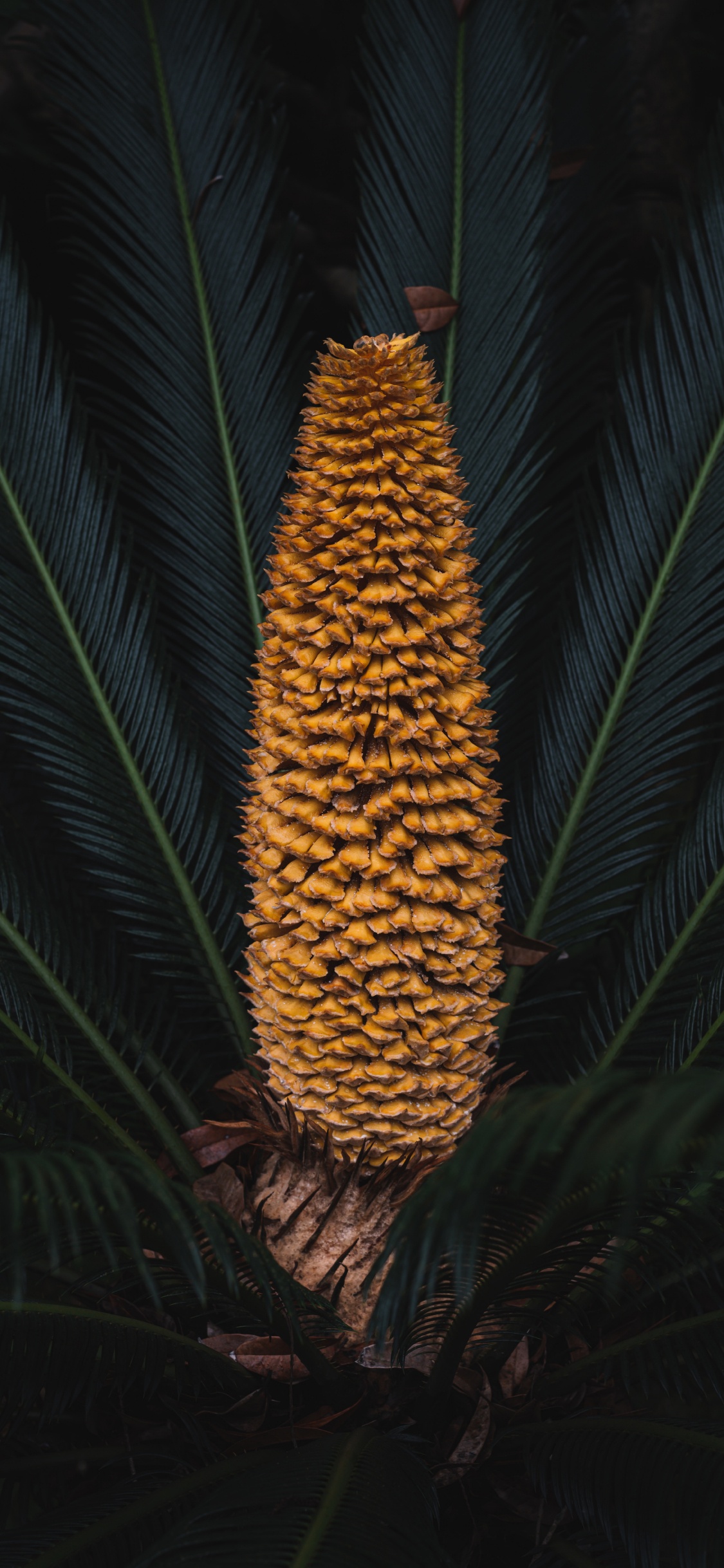 糖松, 陆地上的植物, 红松, 肖像 壁纸 1125x2436 允许