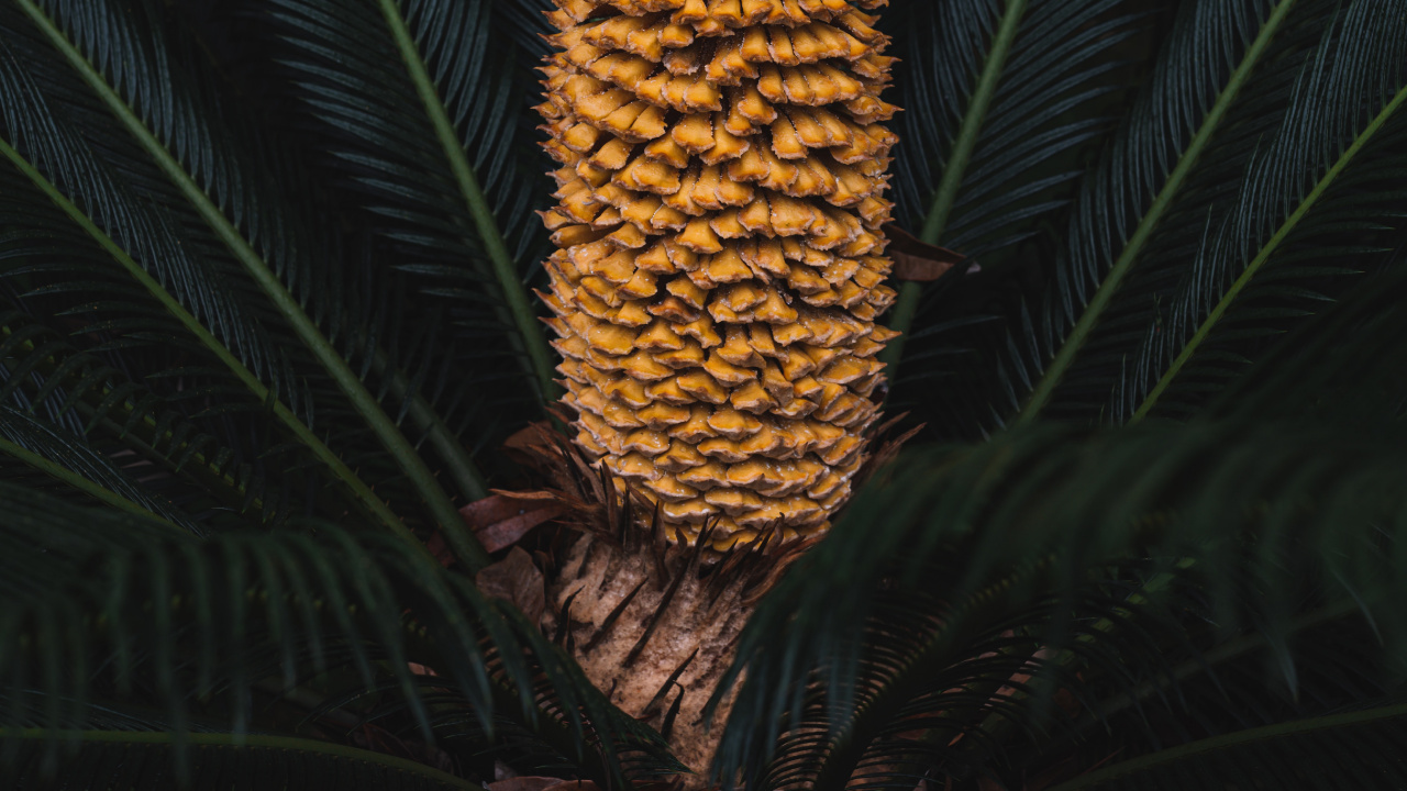 Leaf, Sugar Pine, Plant, Flower, Botany. Wallpaper in 1280x720 Resolution