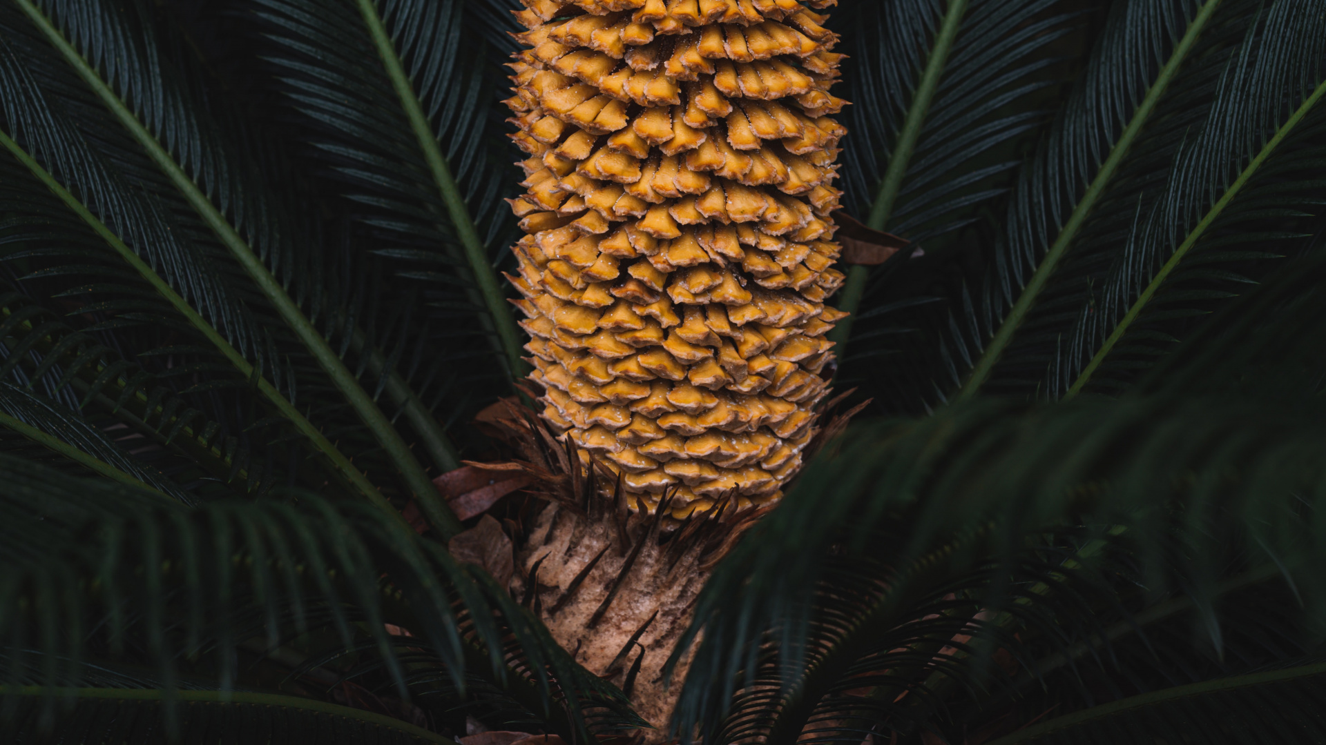 Leaf, Sugar Pine, Plant, Flower, Botany. Wallpaper in 1920x1080 Resolution