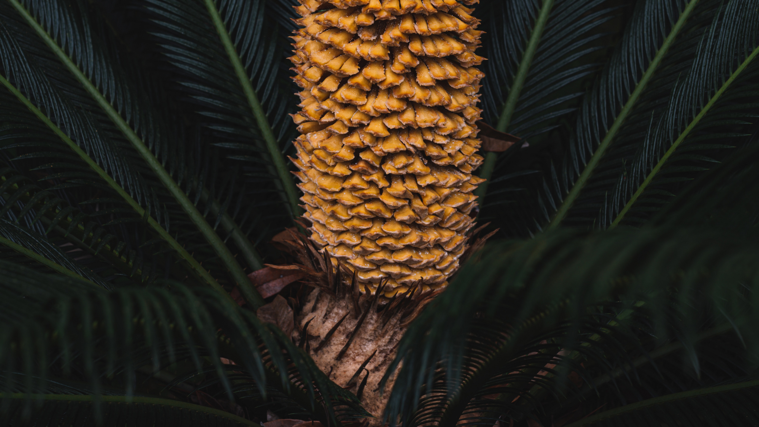 Leaf, Sugar Pine, Plant, Flower, Botany. Wallpaper in 2560x1440 Resolution