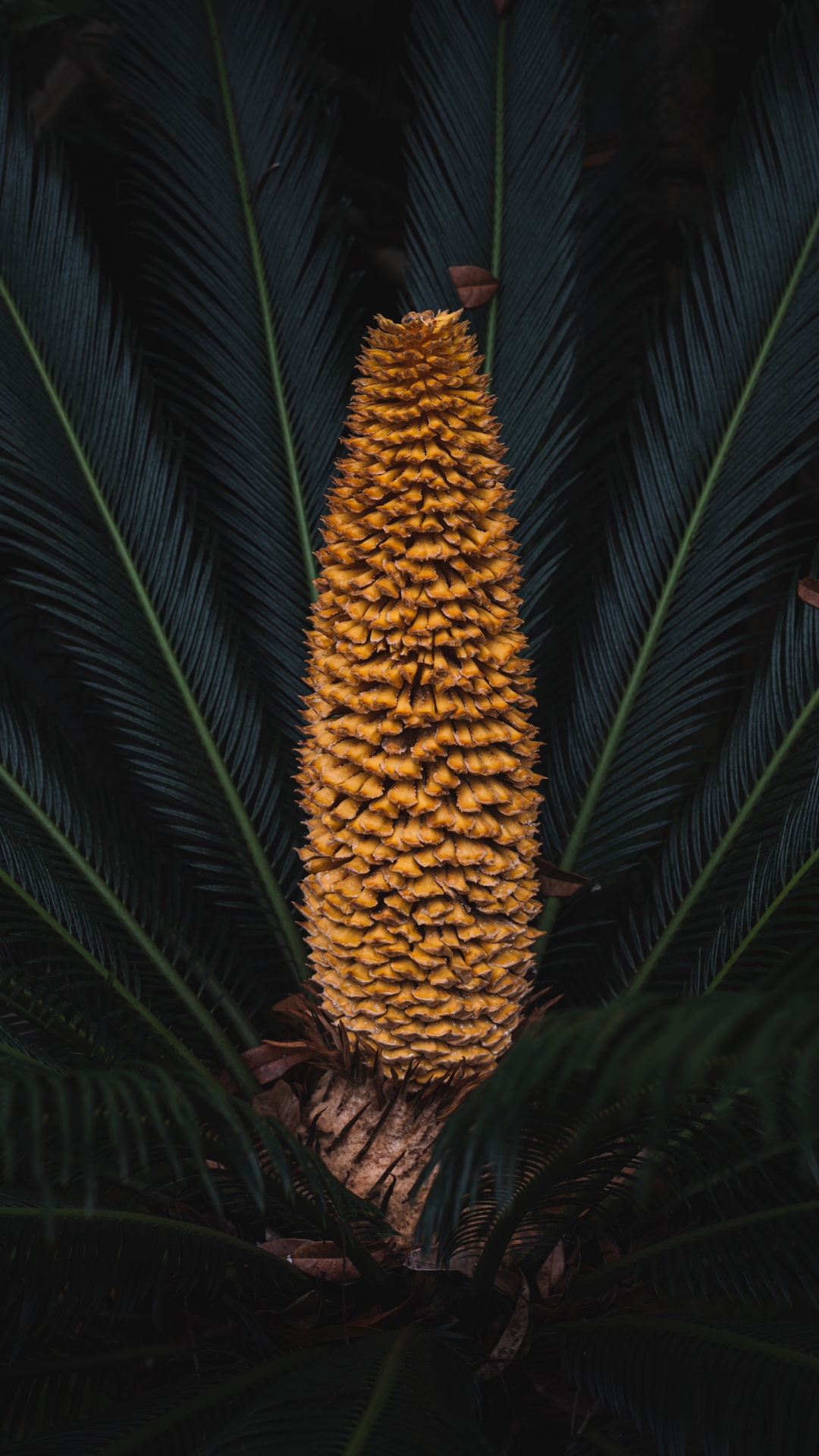 Blatt, Sugar Pine, Botanik, Terrestrische Pflanzen, Baum. Wallpaper in 1080x1920 Resolution