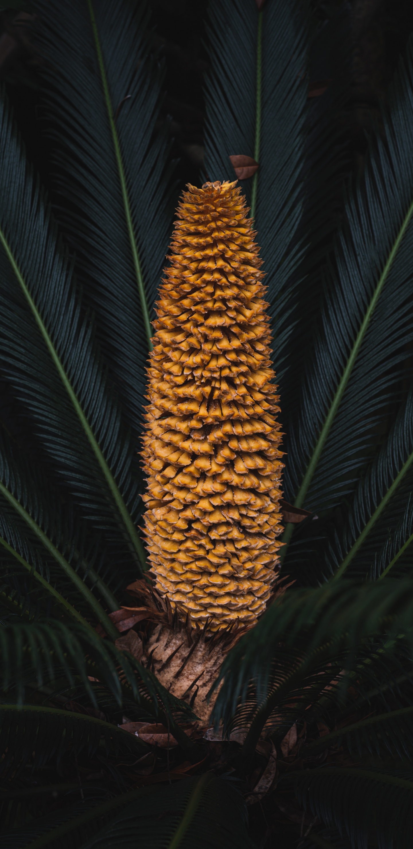 Blatt, Sugar Pine, Botanik, Terrestrische Pflanzen, Baum. Wallpaper in 1440x2960 Resolution