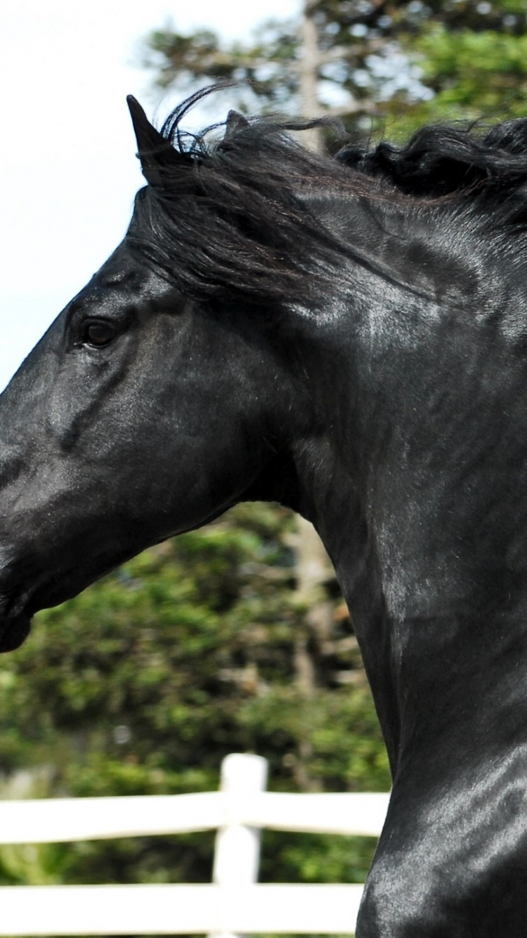 Cheval Noir Près D'une Clôture en Bois Blanc Pendant la Journée. Wallpaper in 750x1334 Resolution