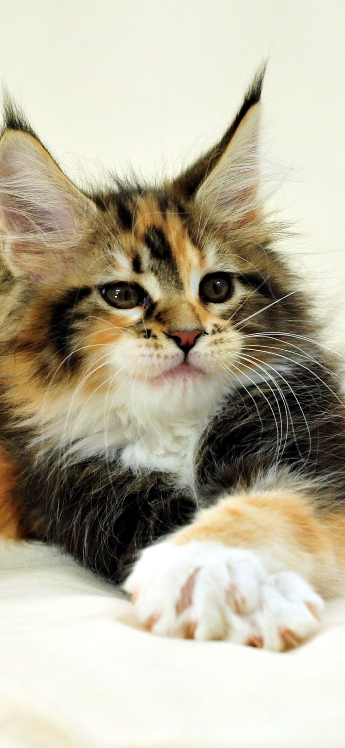 Chat Noir et Blanc Brun Allongé Sur Textile Blanc. Wallpaper in 1125x2436 Resolution