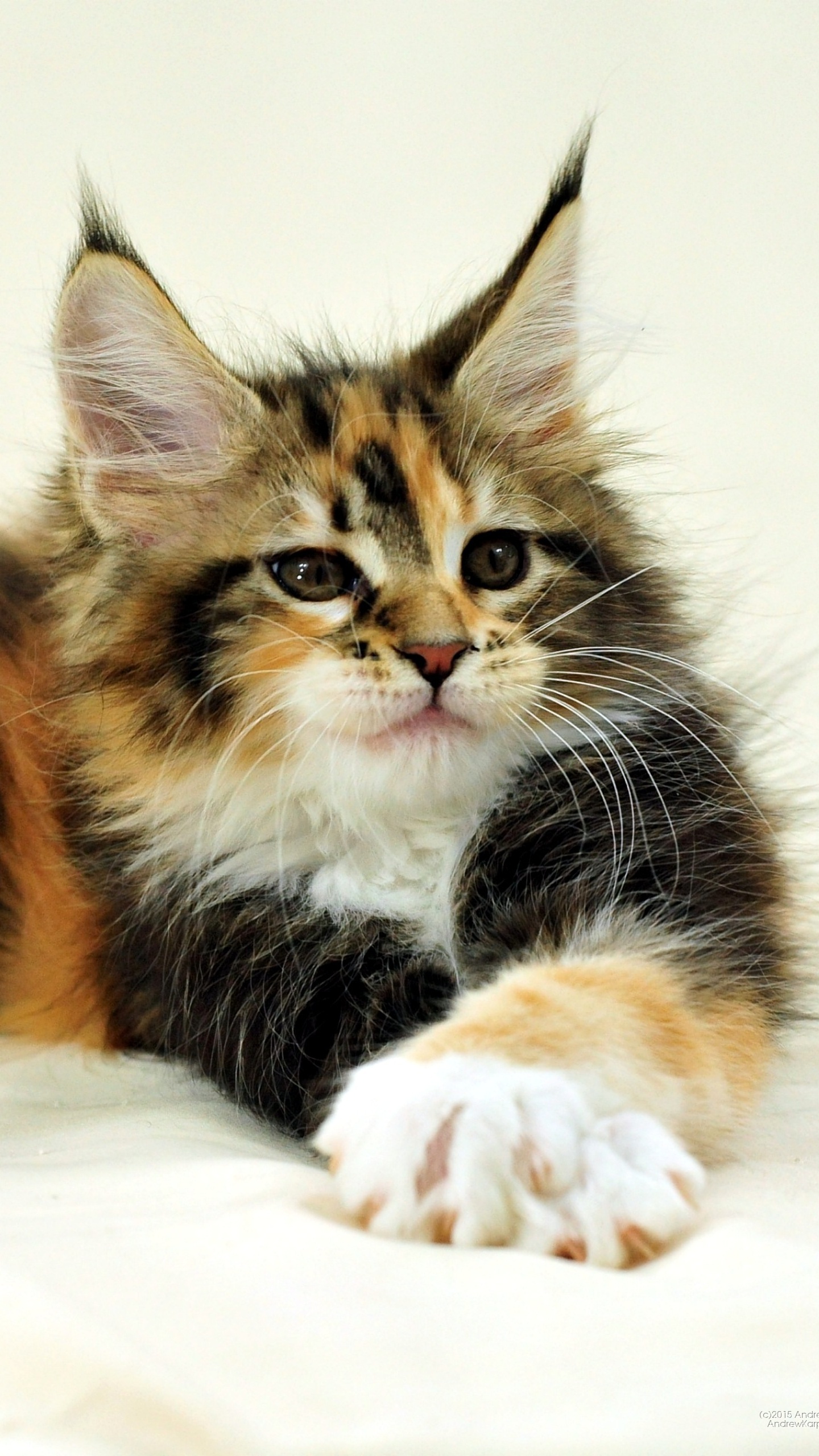 Brown Black and White Cat Lying on White Textile. Wallpaper in 1440x2560 Resolution