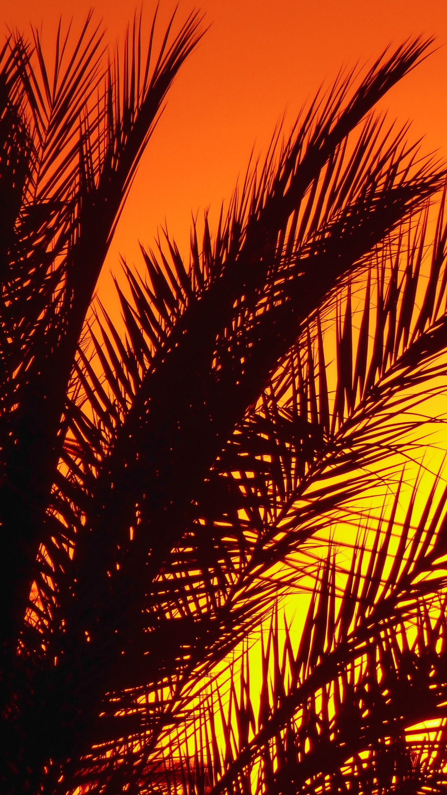 Palme, Afterglow, Bernstein, Blatt, Menschen in Der Natur. Wallpaper in 1440x2560 Resolution