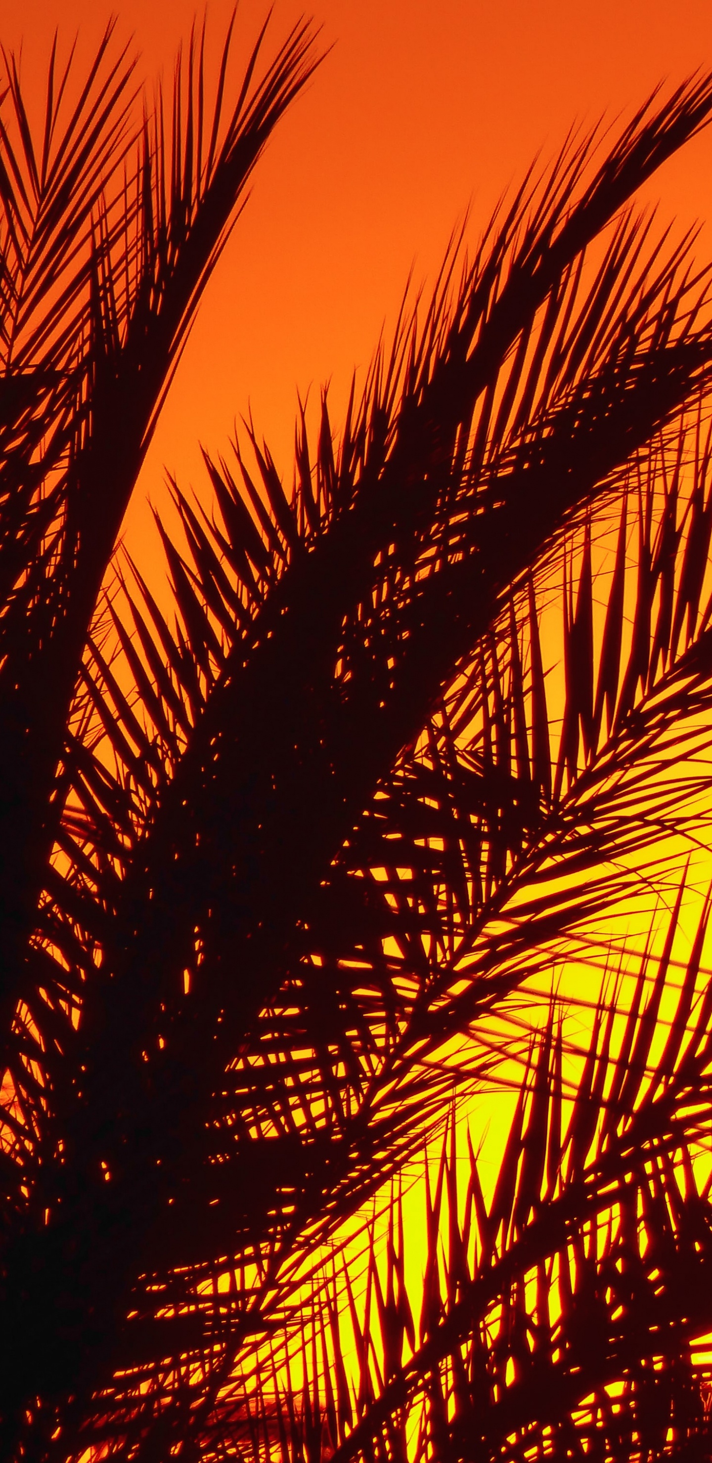 Palme, Afterglow, Bernstein, Blatt, Menschen in Der Natur. Wallpaper in 1440x2960 Resolution