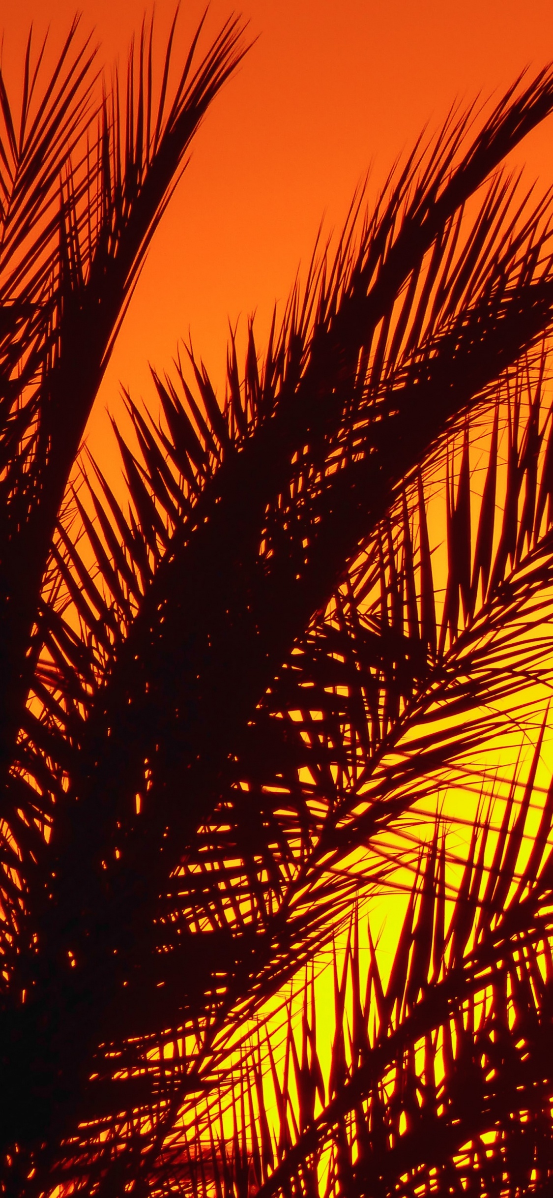 Palmera, Afterglow, Ambar, La Gente en la Naturaleza, Sucursal. Wallpaper in 1125x2436 Resolution