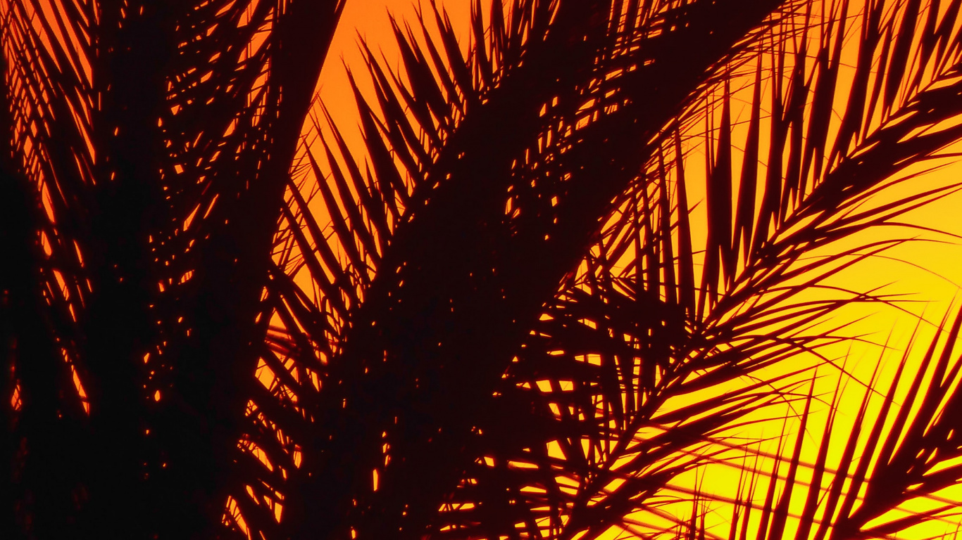 Palmier, Afterglow, Ambre, Feuille, Les Gens Dans la Nature. Wallpaper in 1366x768 Resolution