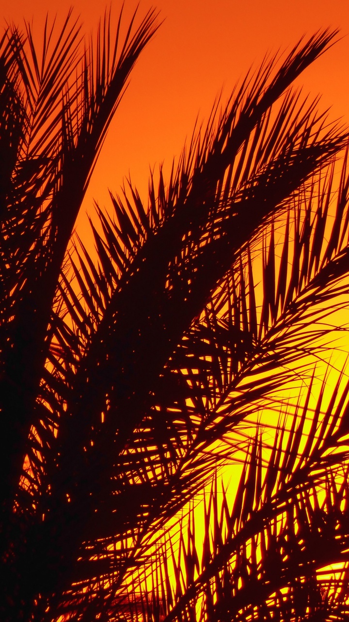 Palmier, Afterglow, Ambre, Feuille, Les Gens Dans la Nature. Wallpaper in 720x1280 Resolution