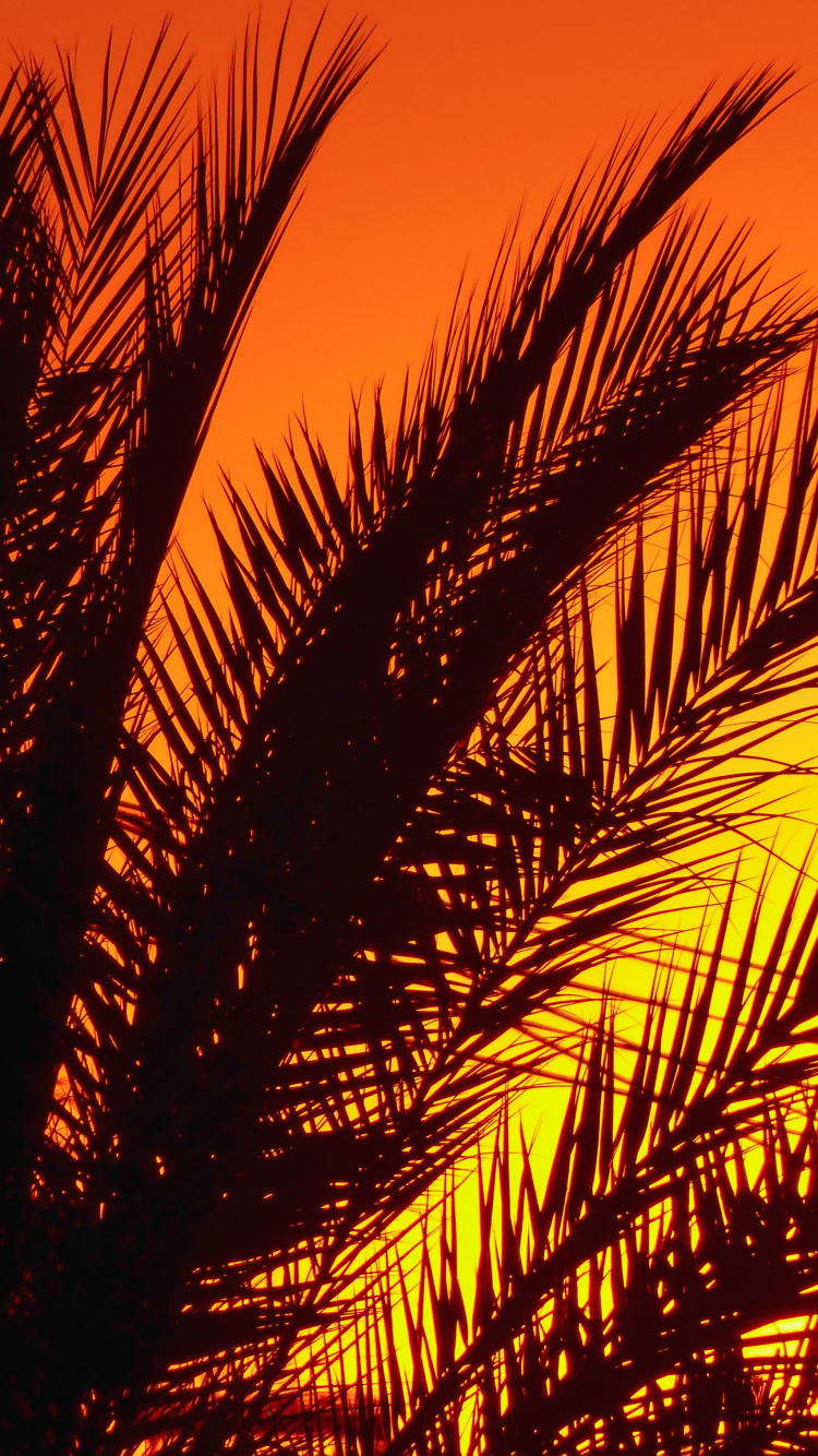 Palmier, Afterglow, Ambre, Feuille, Les Gens Dans la Nature. Wallpaper in 750x1334 Resolution