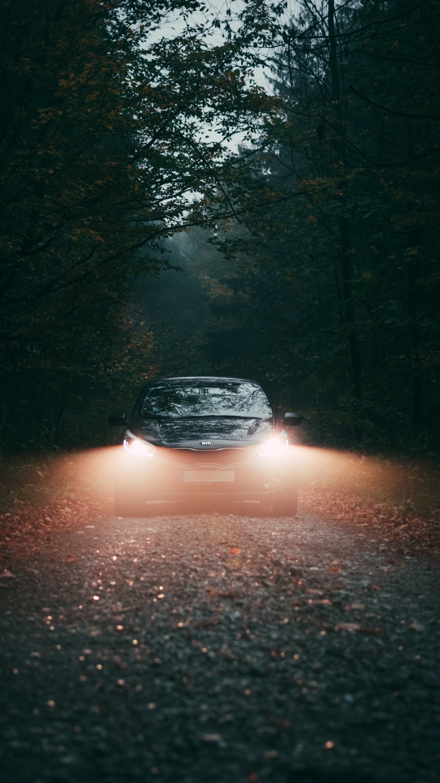 Voiture Noire Sur Route Entre Les Arbres Pendant la Journée. Wallpaper in 1440x2560 Resolution