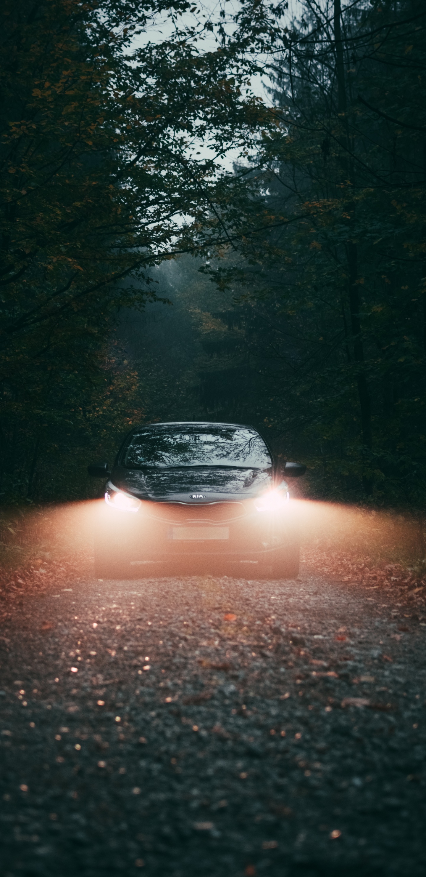 Voiture Noire Sur Route Entre Les Arbres Pendant la Journée. Wallpaper in 1440x2960 Resolution