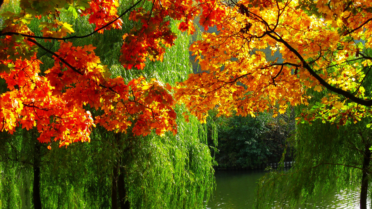 Braune Und Grüne Bäume am Fluss Tagsüber Beside. Wallpaper in 1280x720 Resolution