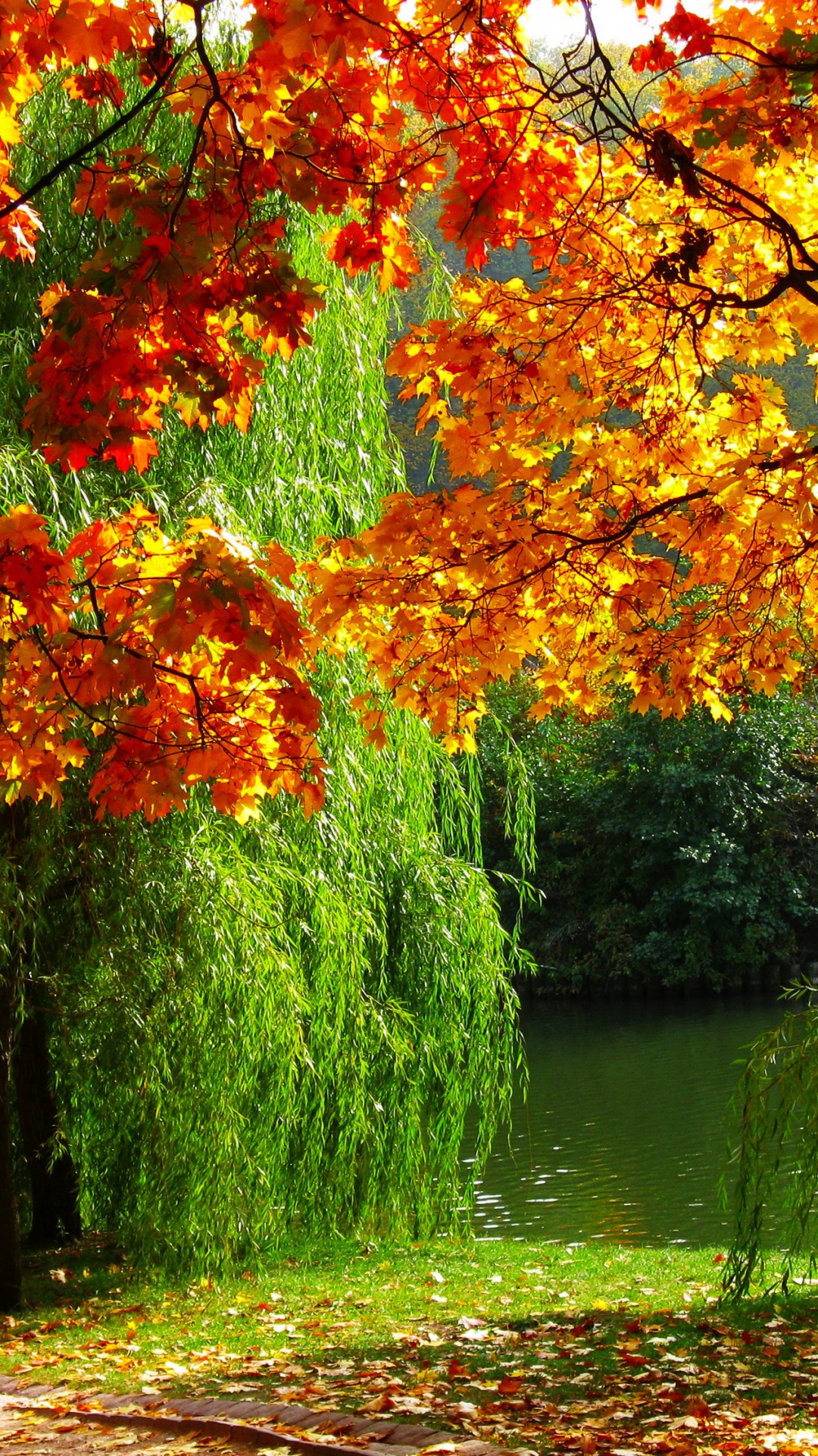 秋天的叶的颜色, 性质, 植被, 季节, 生态系统 壁纸 1080x1920 允许