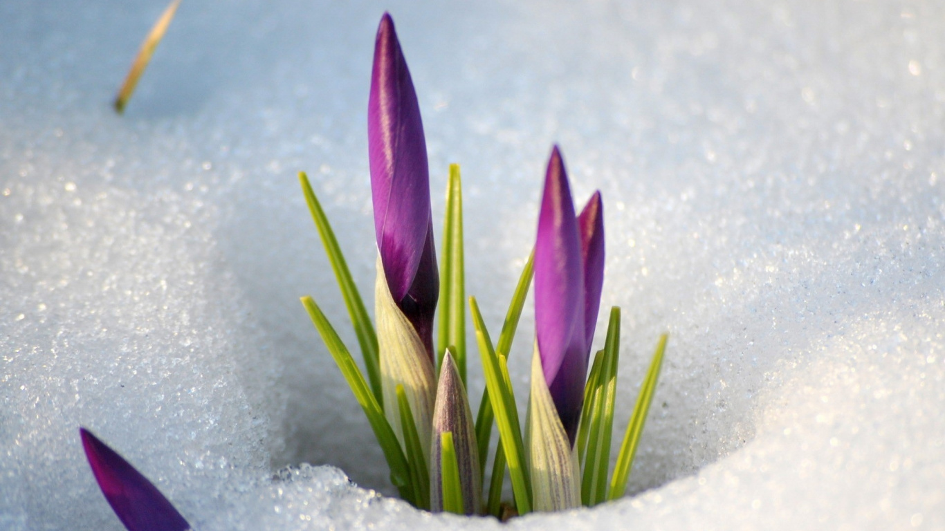 Purple Flower on White Snow. Wallpaper in 1366x768 Resolution